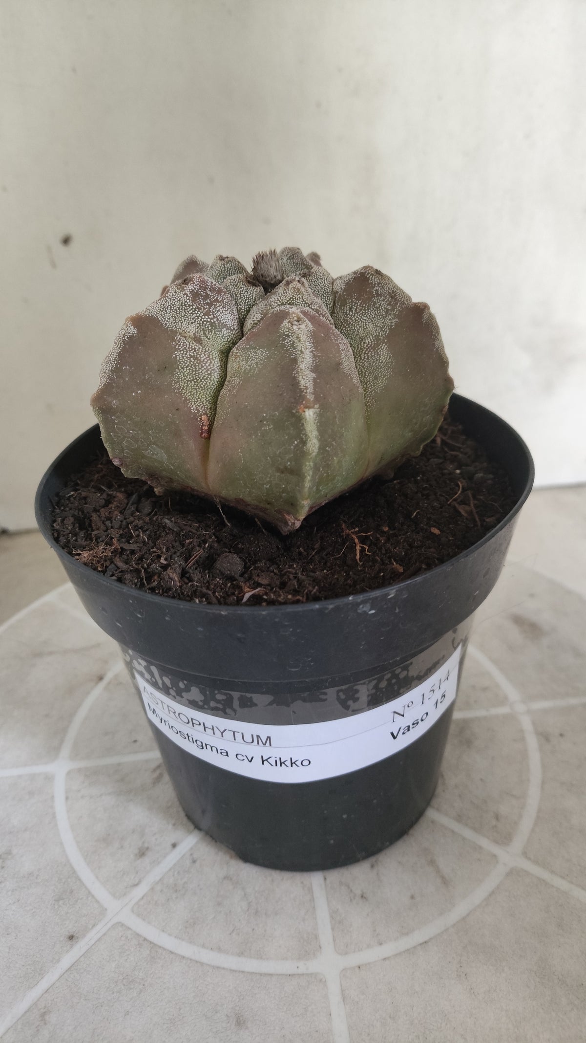 MATRIZ ASTROPHYTUM cv KIKKO  Nº 1514 – vaso 15
