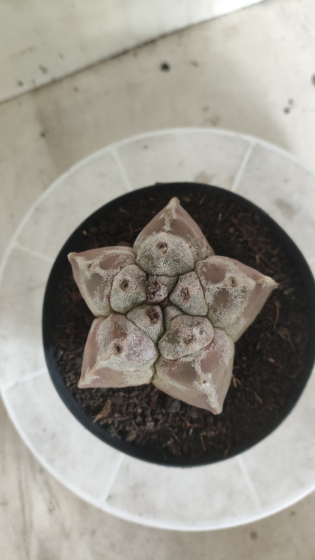MATRIZ ASTROPHYTUM cv KIKKO  Nº 1514 – vaso 15