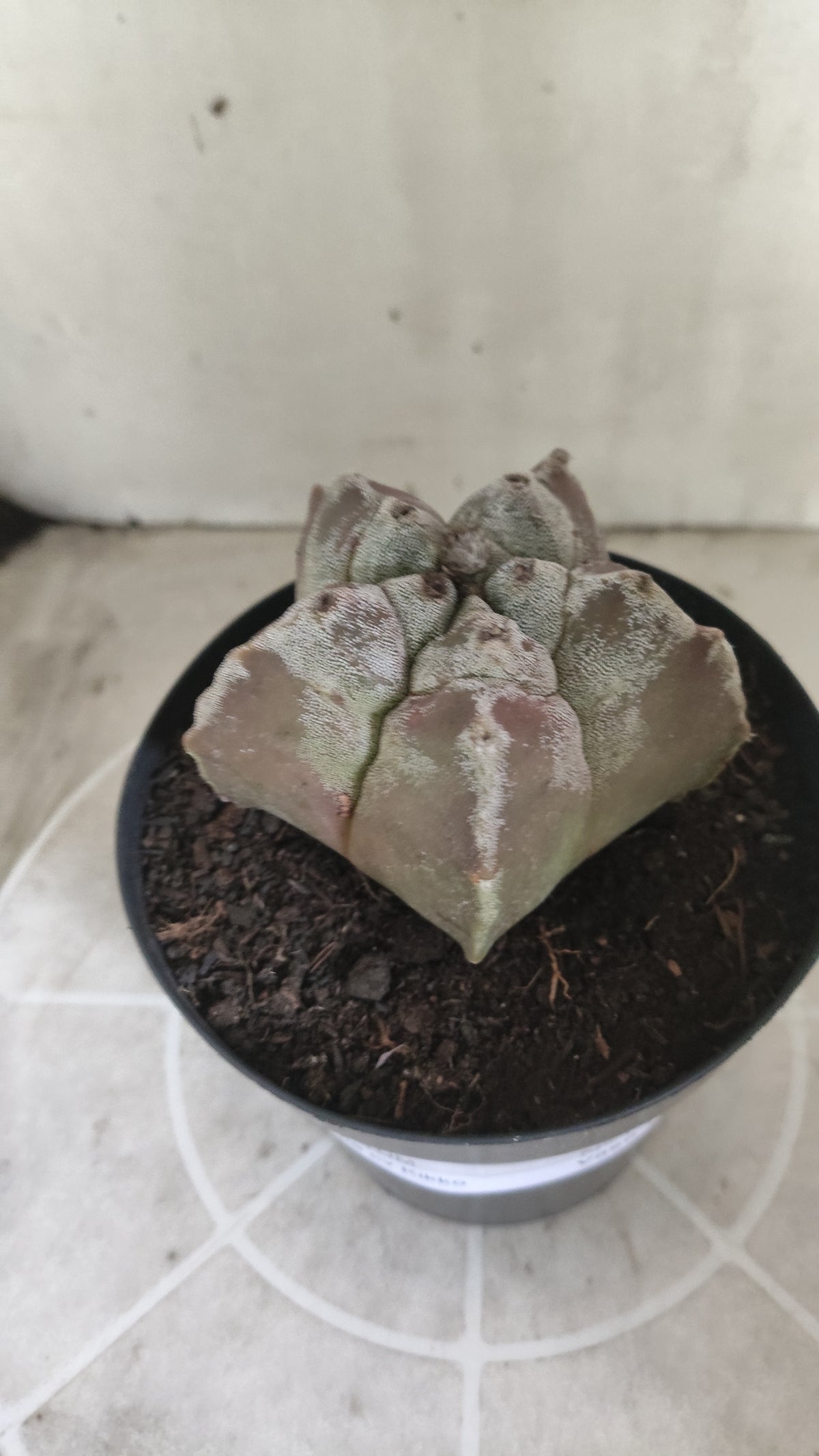 MATRIZ ASTROPHYTUM cv KIKKO  Nº 1514 – vaso 15