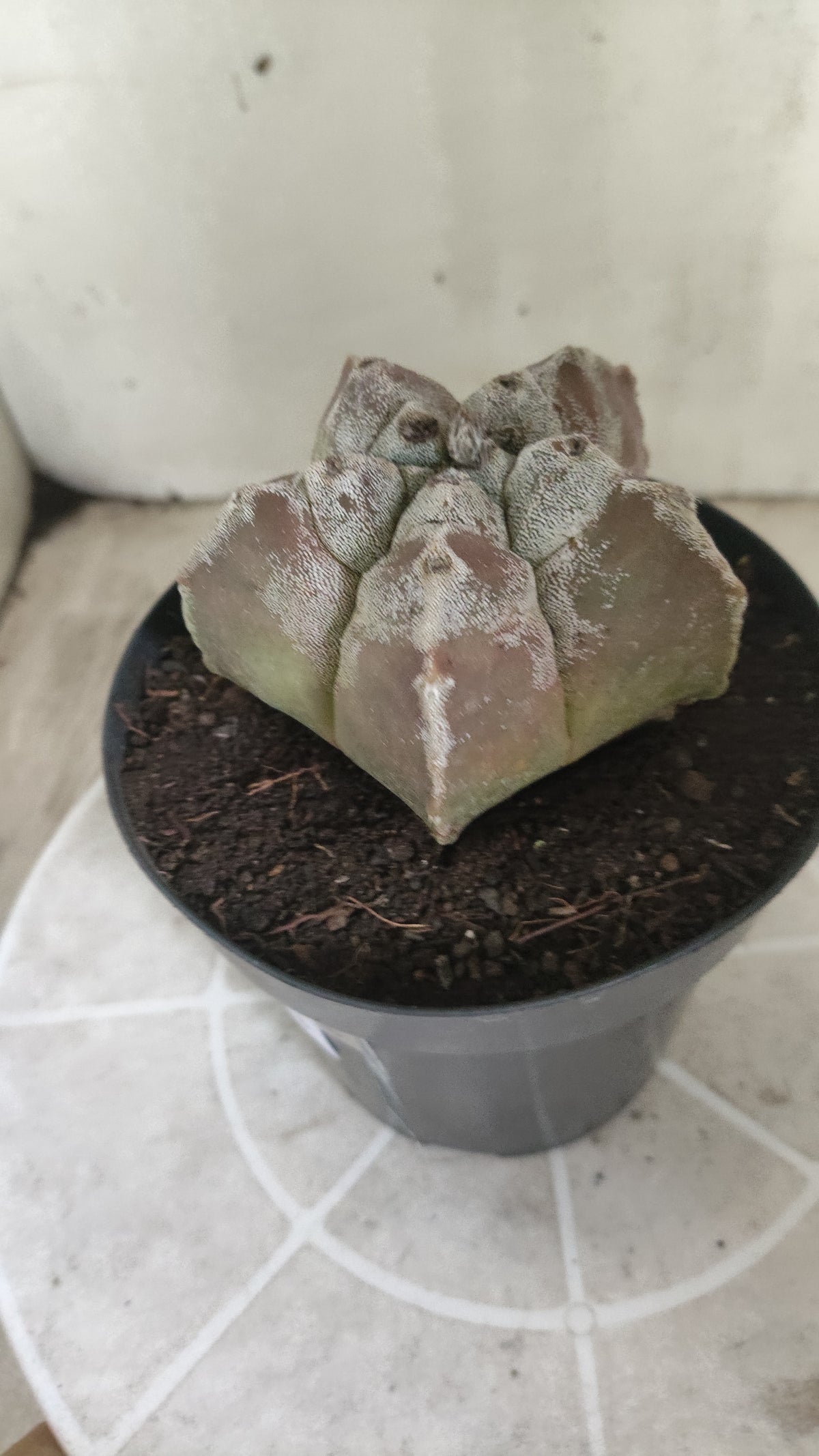 MATRIZ ASTROPHYTUM cv KIKKO  Nº 1514 – vaso 15