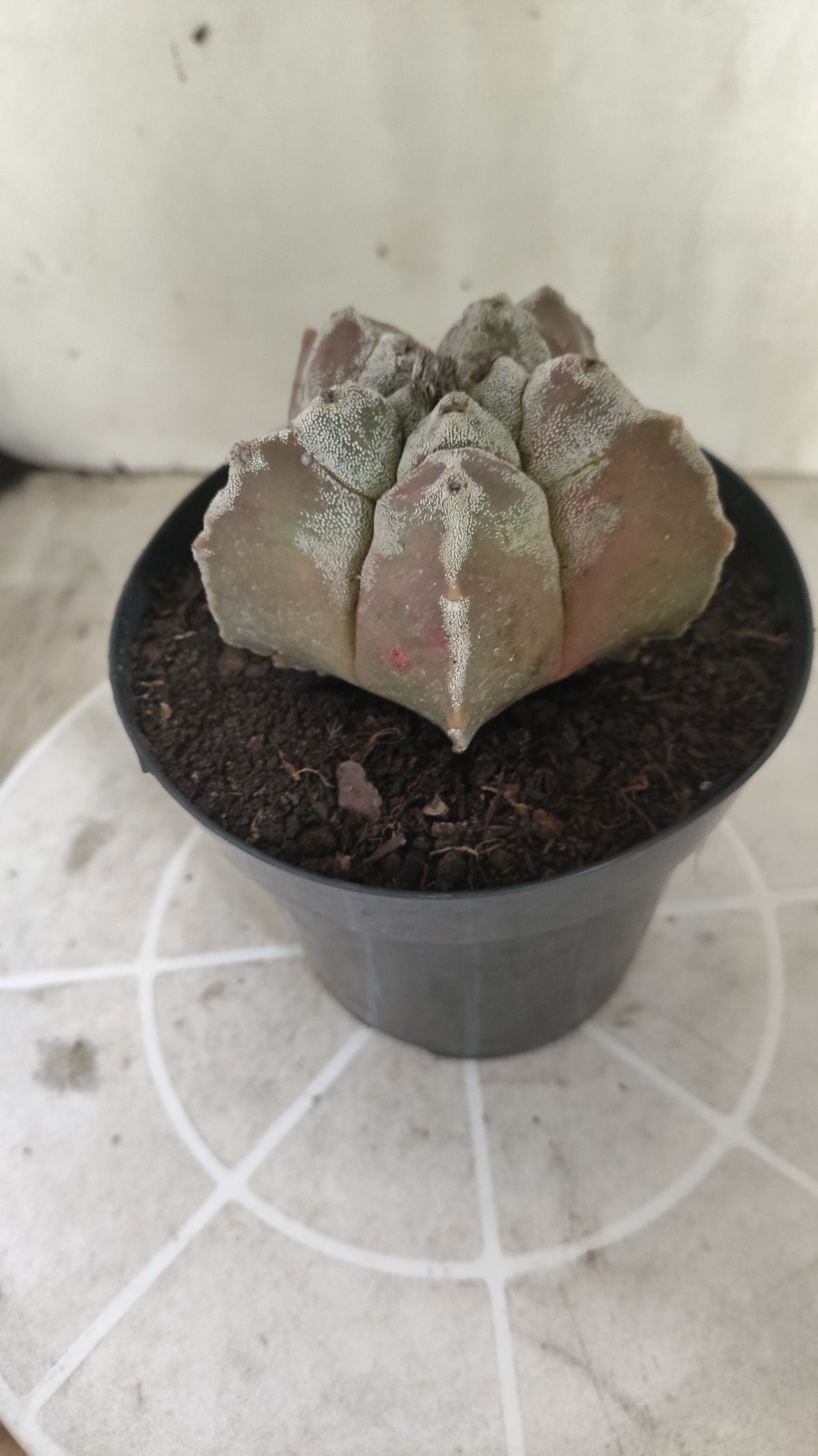 MATRIZ ASTROPHYTUM cv KIKKO  Nº 1514 – vaso 15