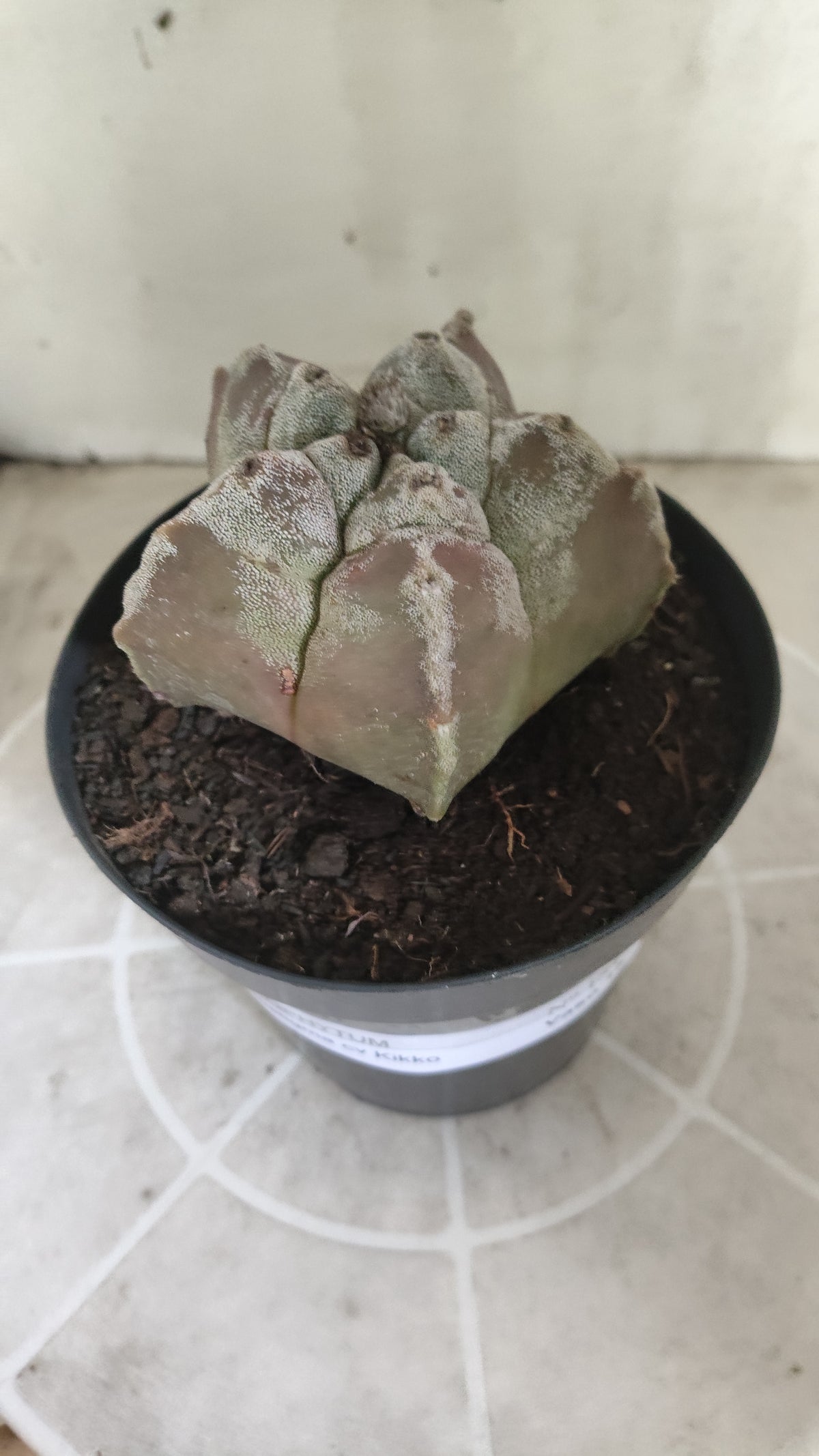 MATRIZ ASTROPHYTUM cv KIKKO  Nº 1514 – vaso 15