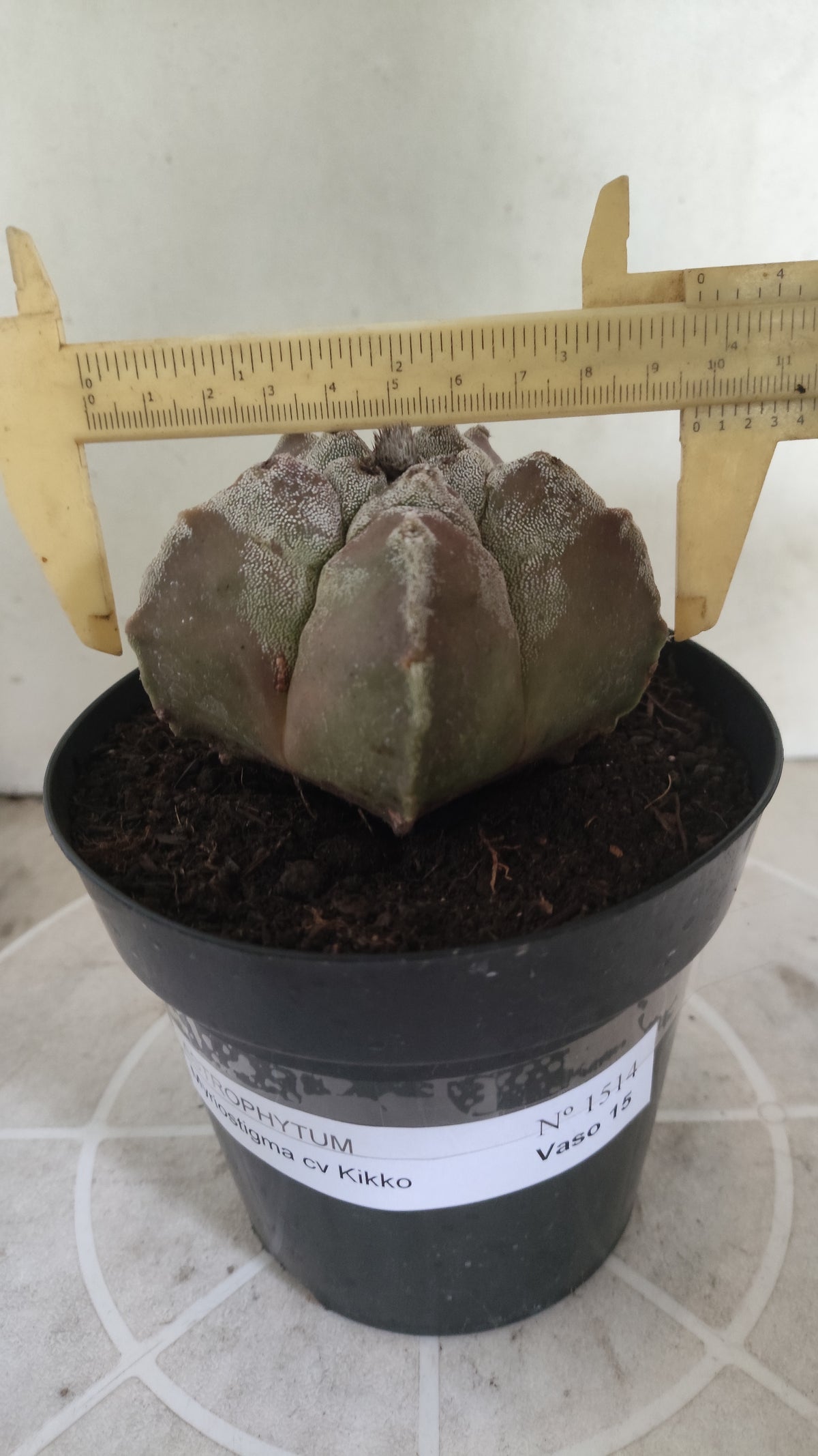 MATRIZ ASTROPHYTUM cv KIKKO  Nº 1514 – vaso 15