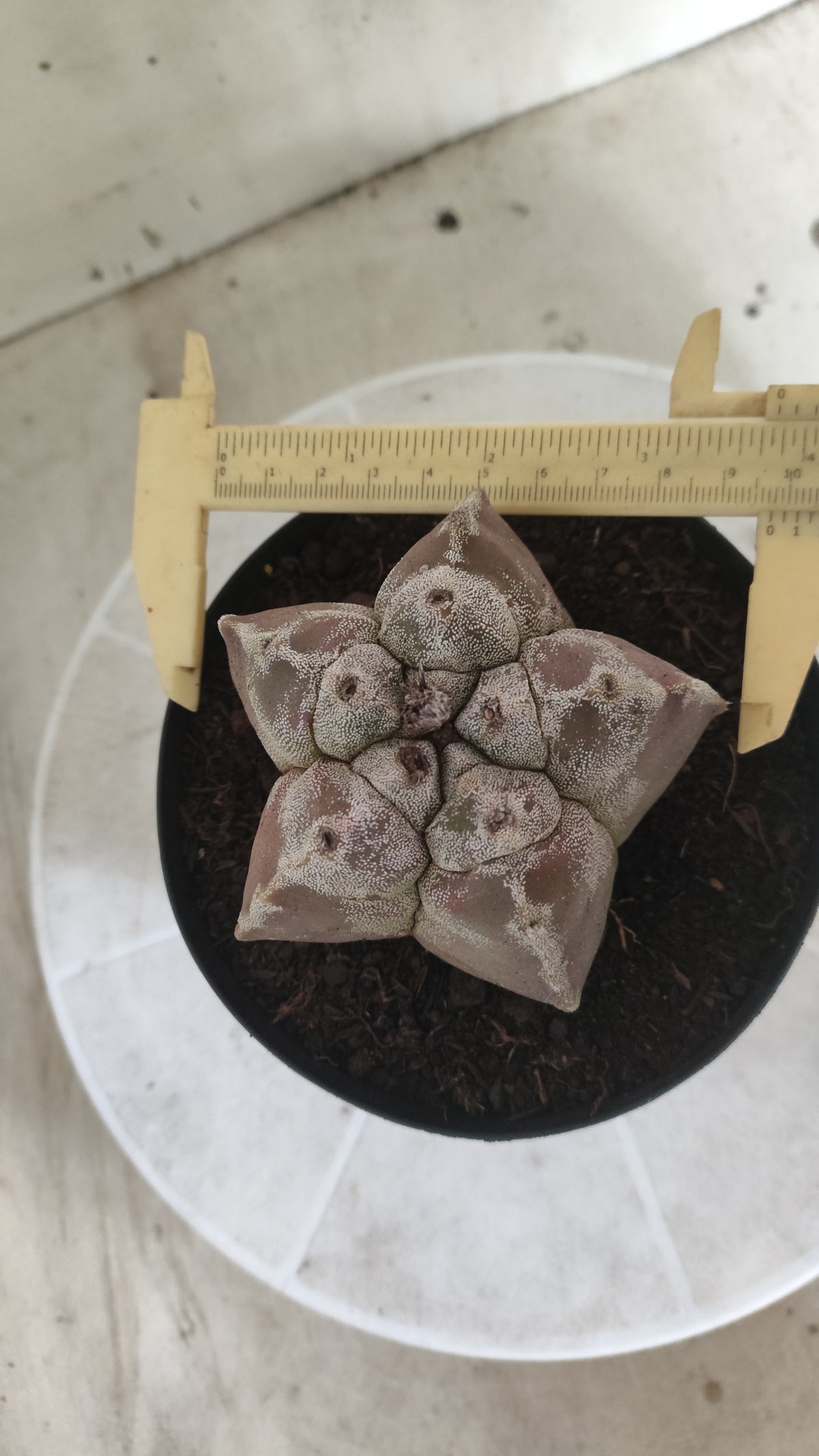 MATRIZ ASTROPHYTUM cv KIKKO  Nº 1514 – vaso 15
