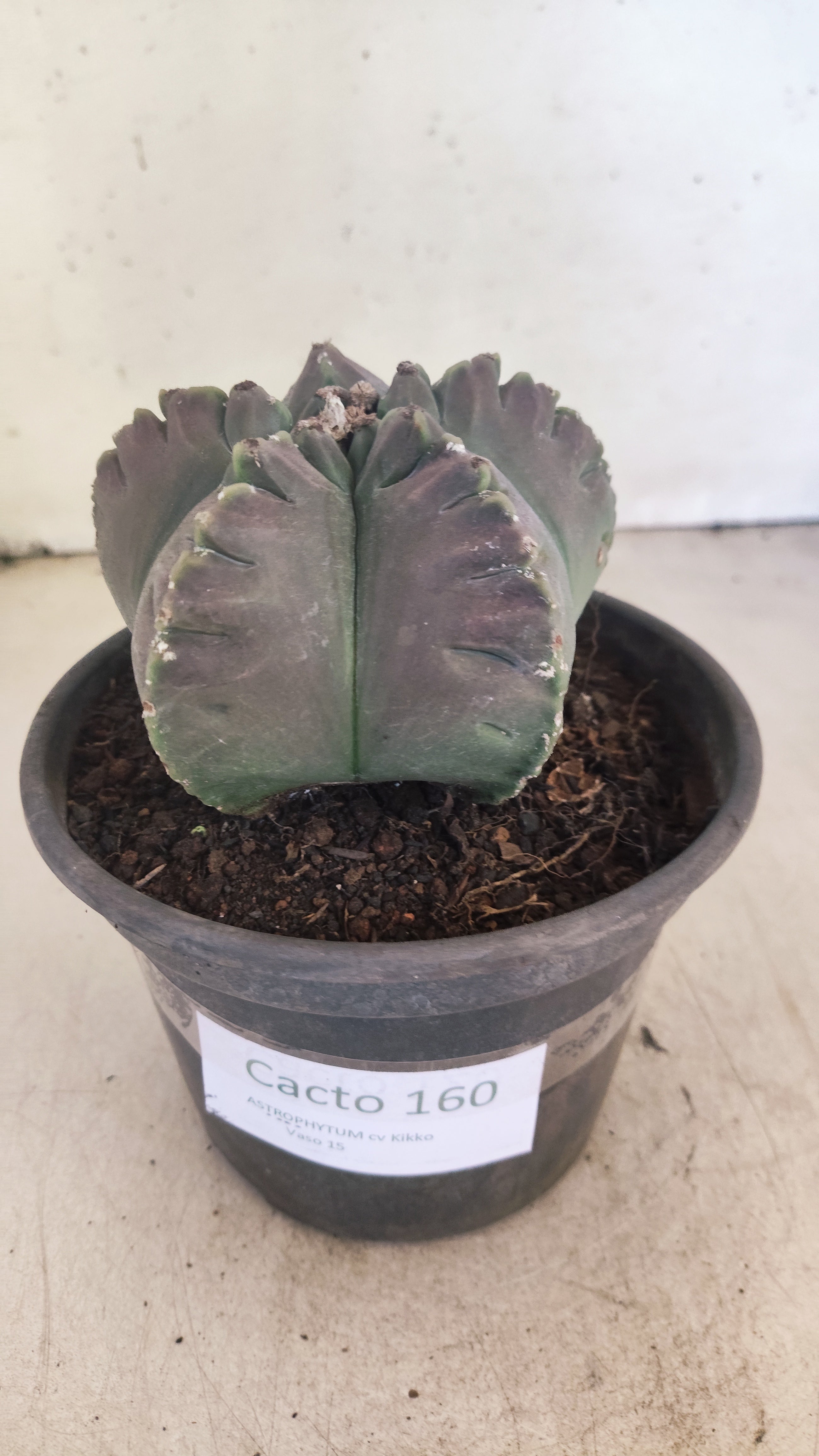 MATRIZ ASTROPHYTUM cv KIKKO Nº 160 – vaso 15