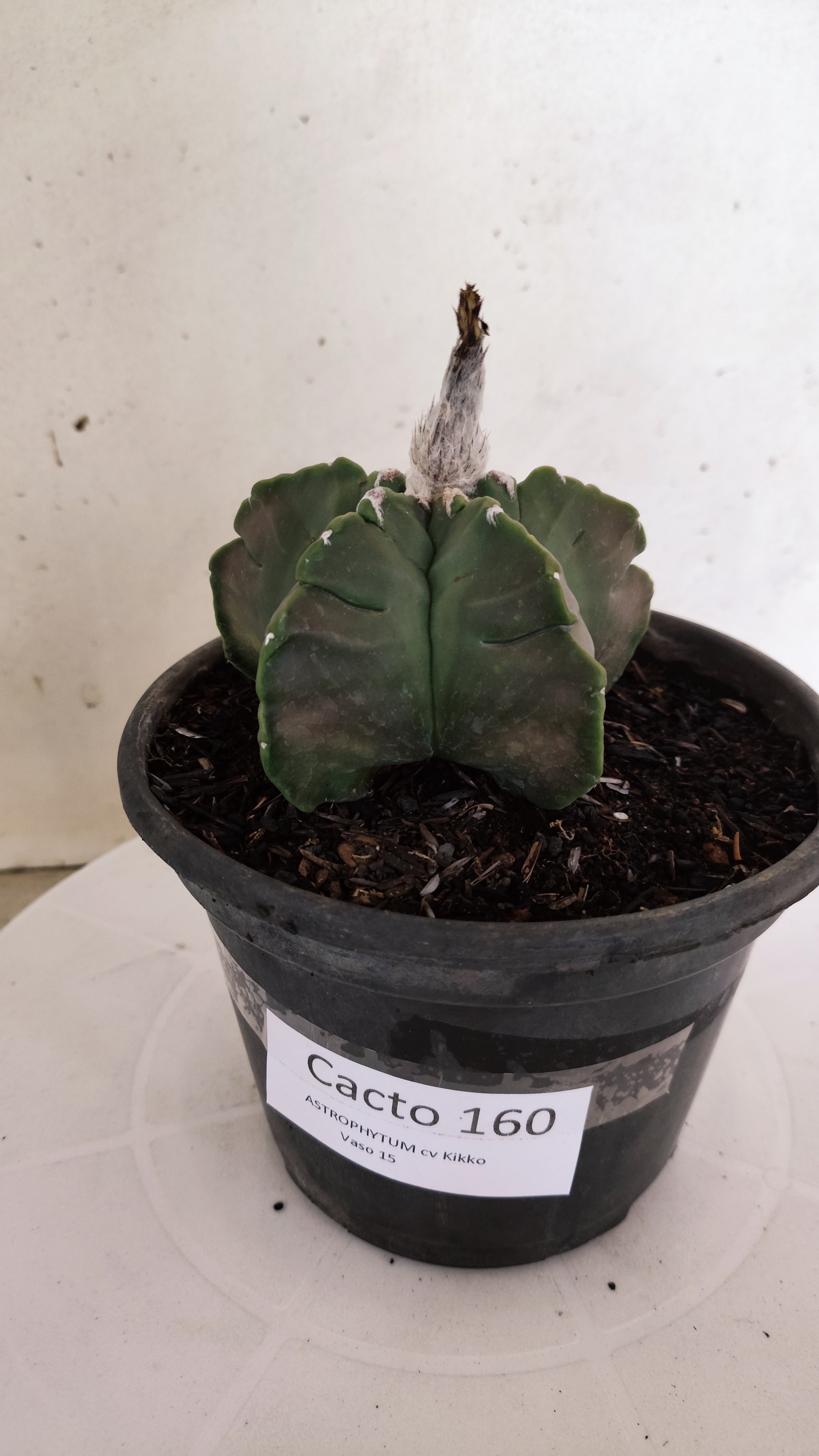 ASTROPHYTUM cv KIKKO Nº 1142  - vaso 15