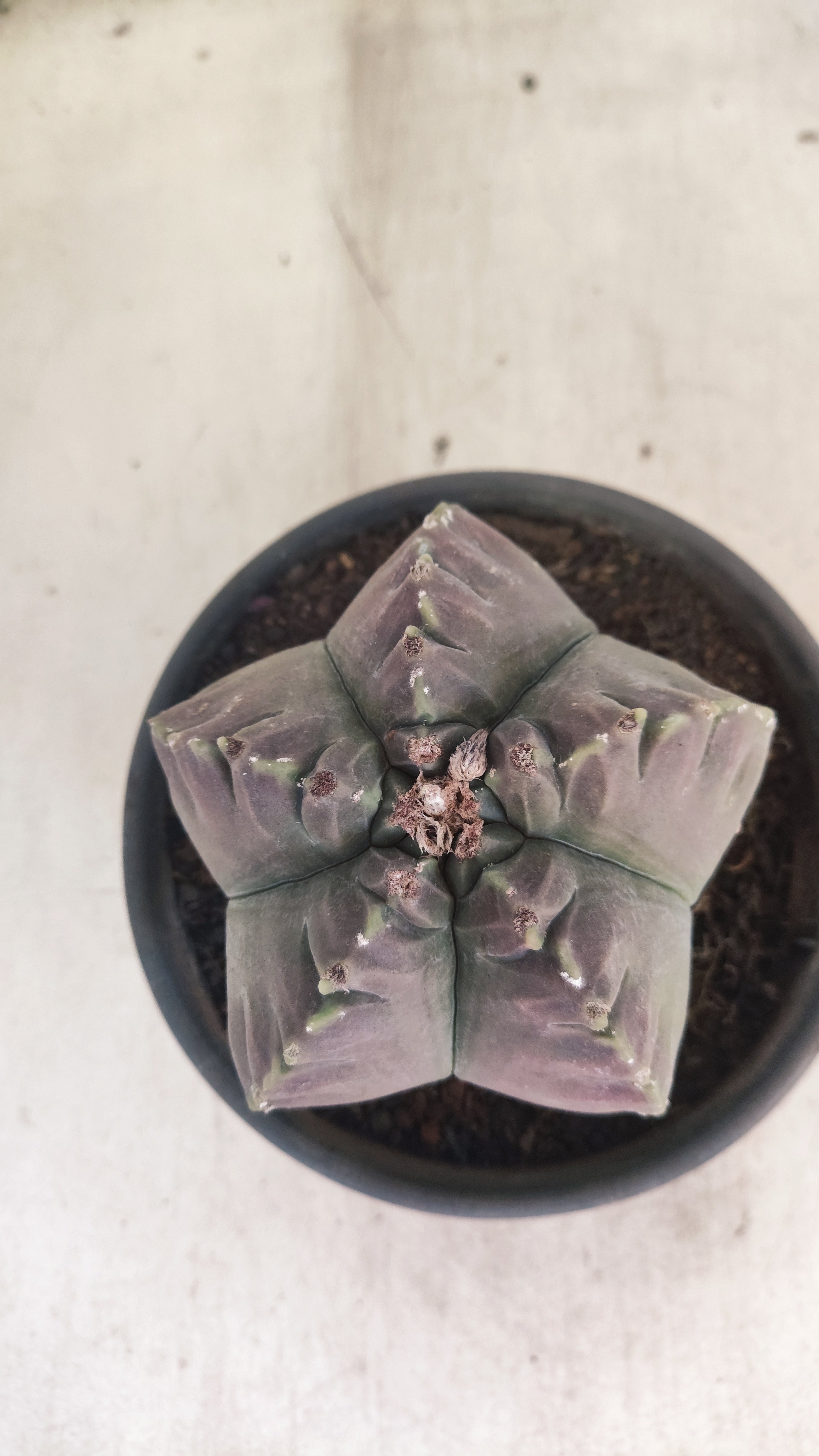 MATRIZ ASTROPHYTUM cv KIKKO Nº 160 – vaso 15