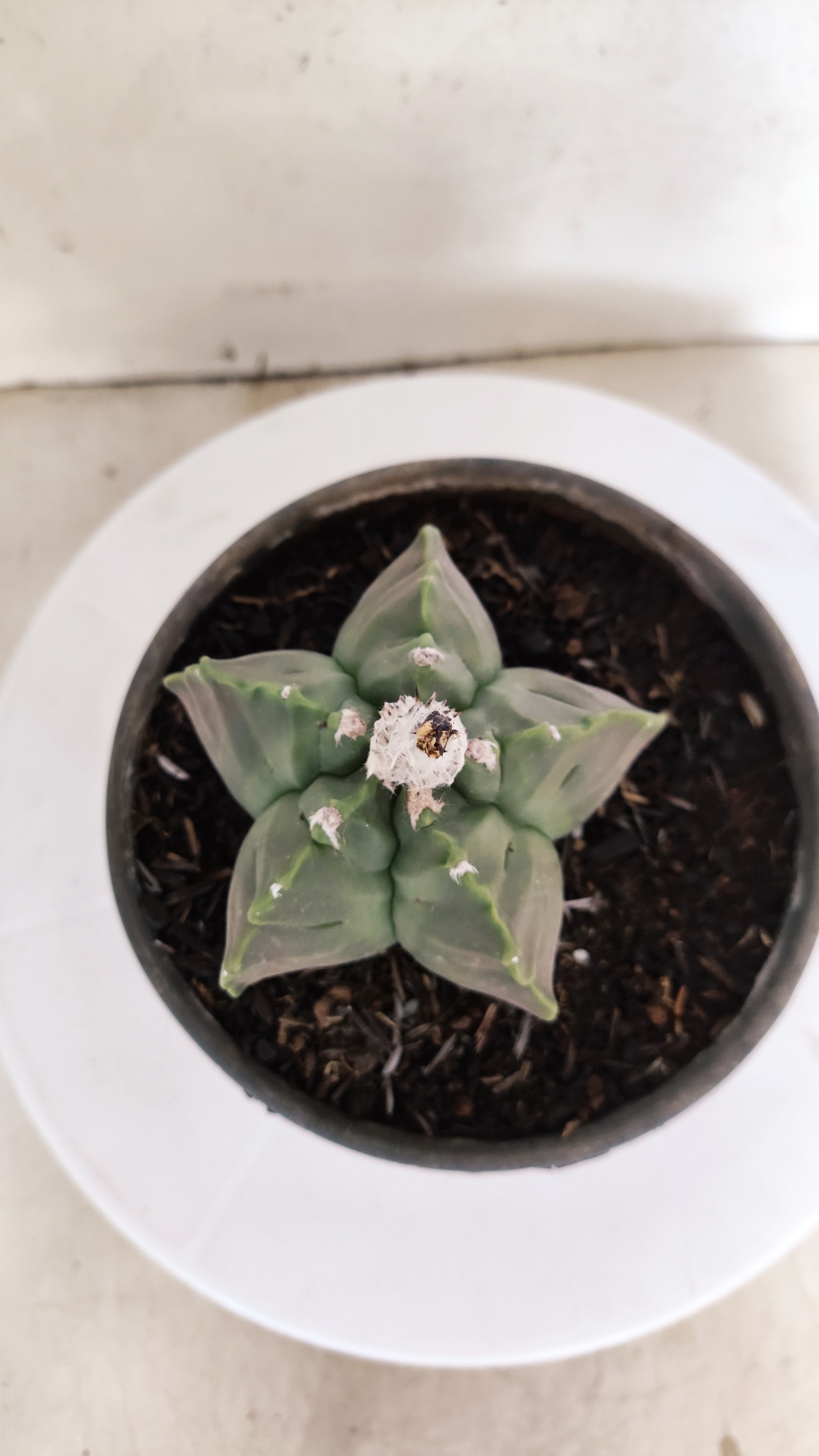 ASTROPHYTUM cv KIKKO Nº 1142  - vaso 15