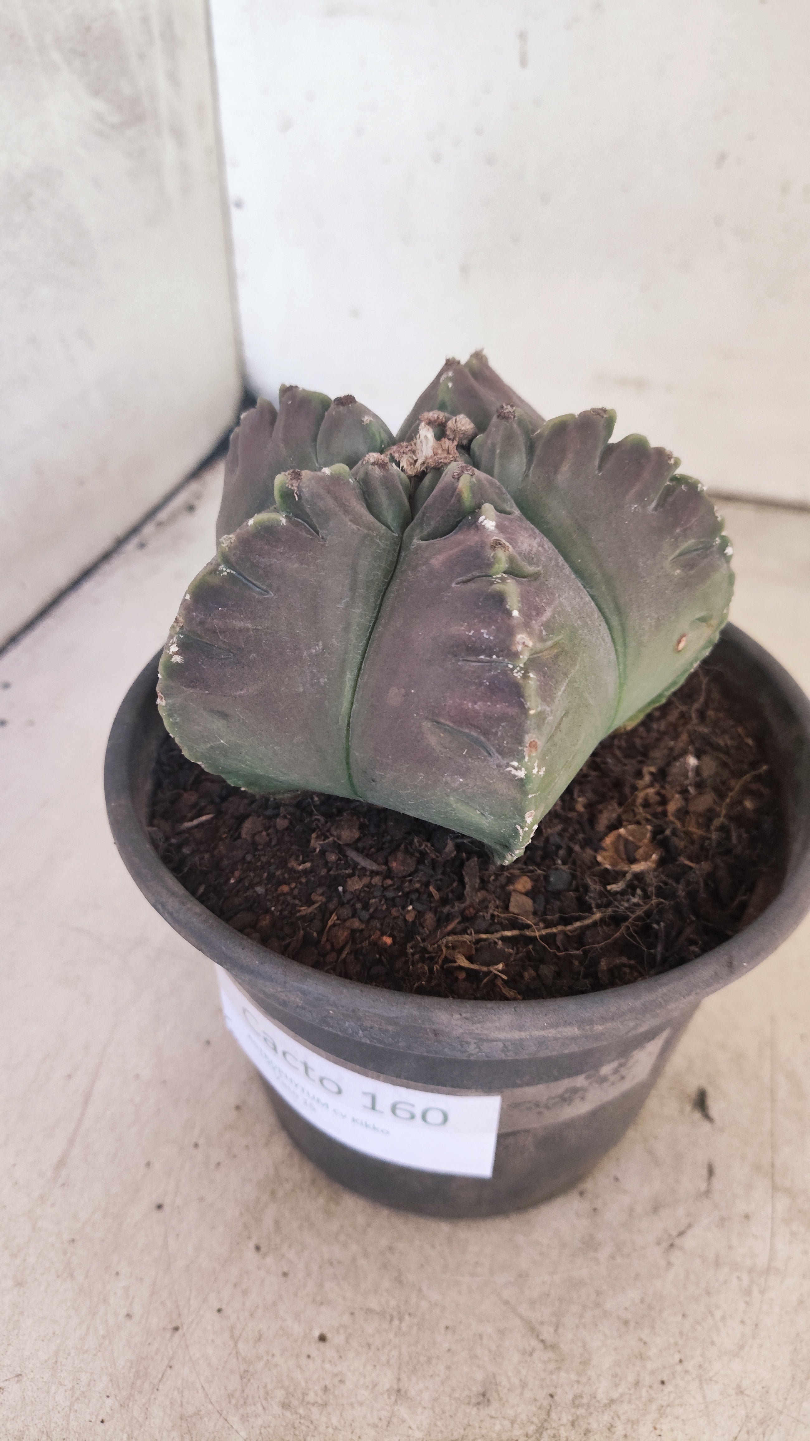 MATRIZ ASTROPHYTUM cv KIKKO Nº 160 – vaso 15
