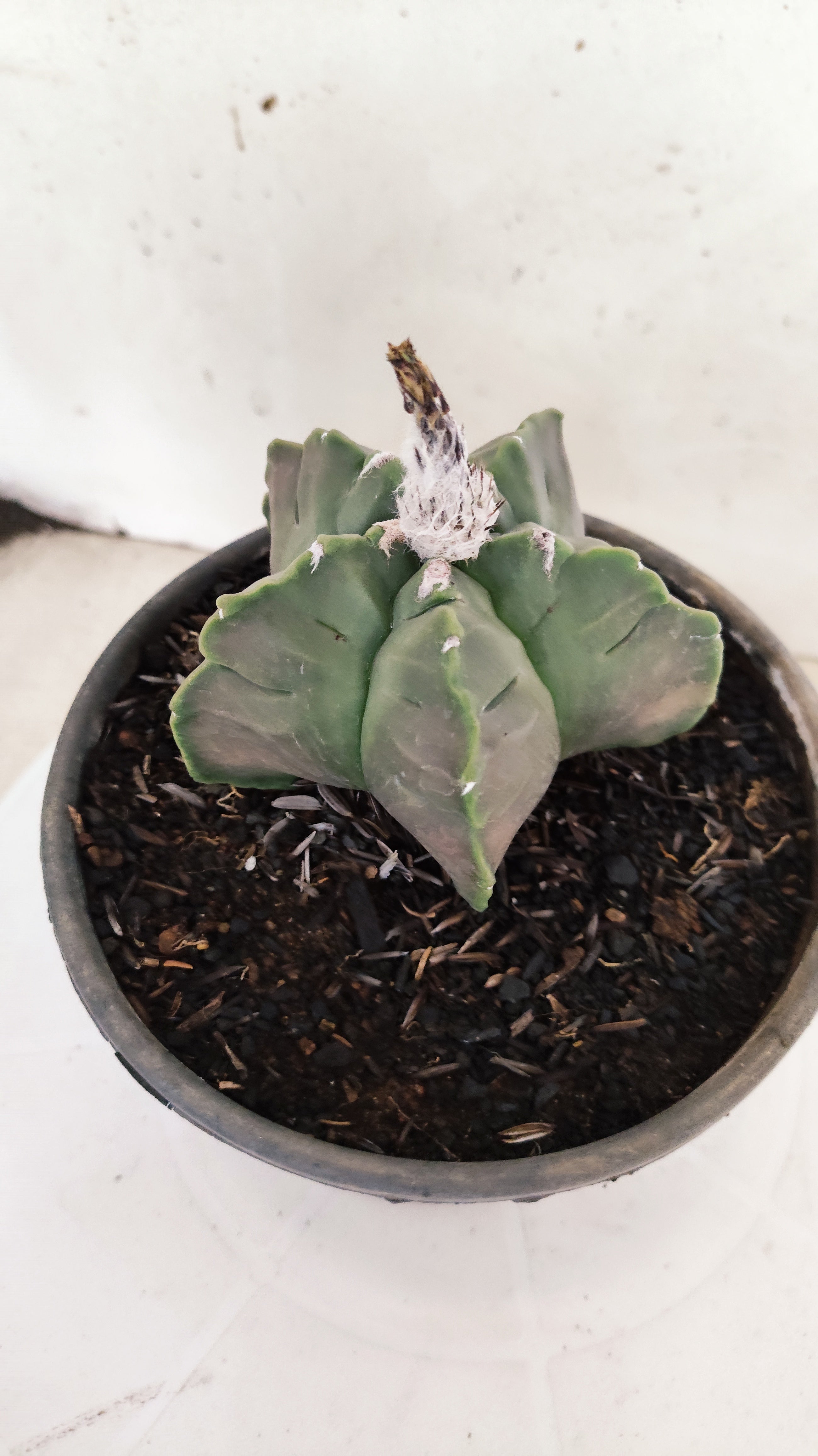 ASTROPHYTUM cv KIKKO Nº 1142  - vaso 15