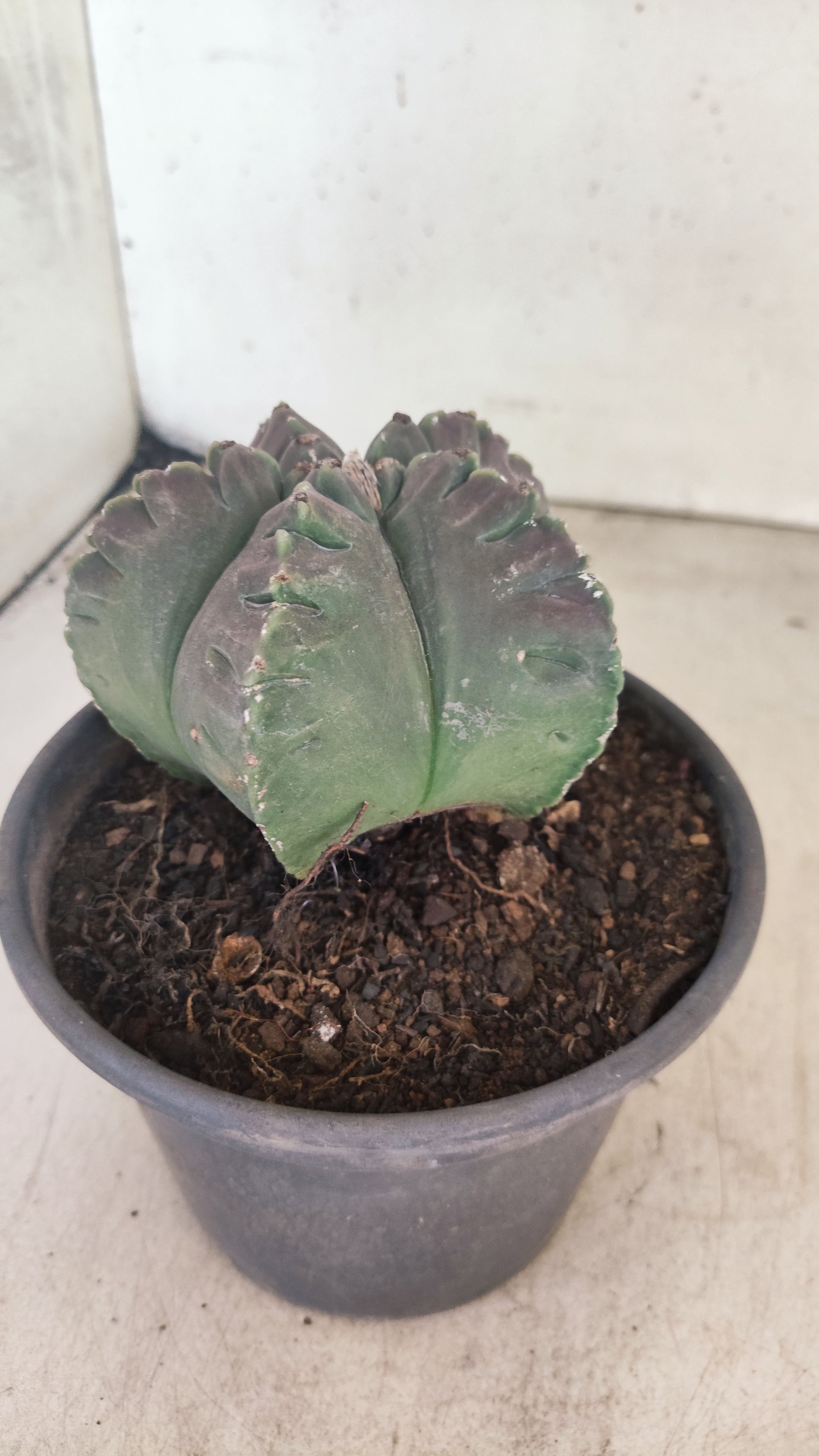 MATRIZ ASTROPHYTUM cv KIKKO Nº 160 – vaso 15