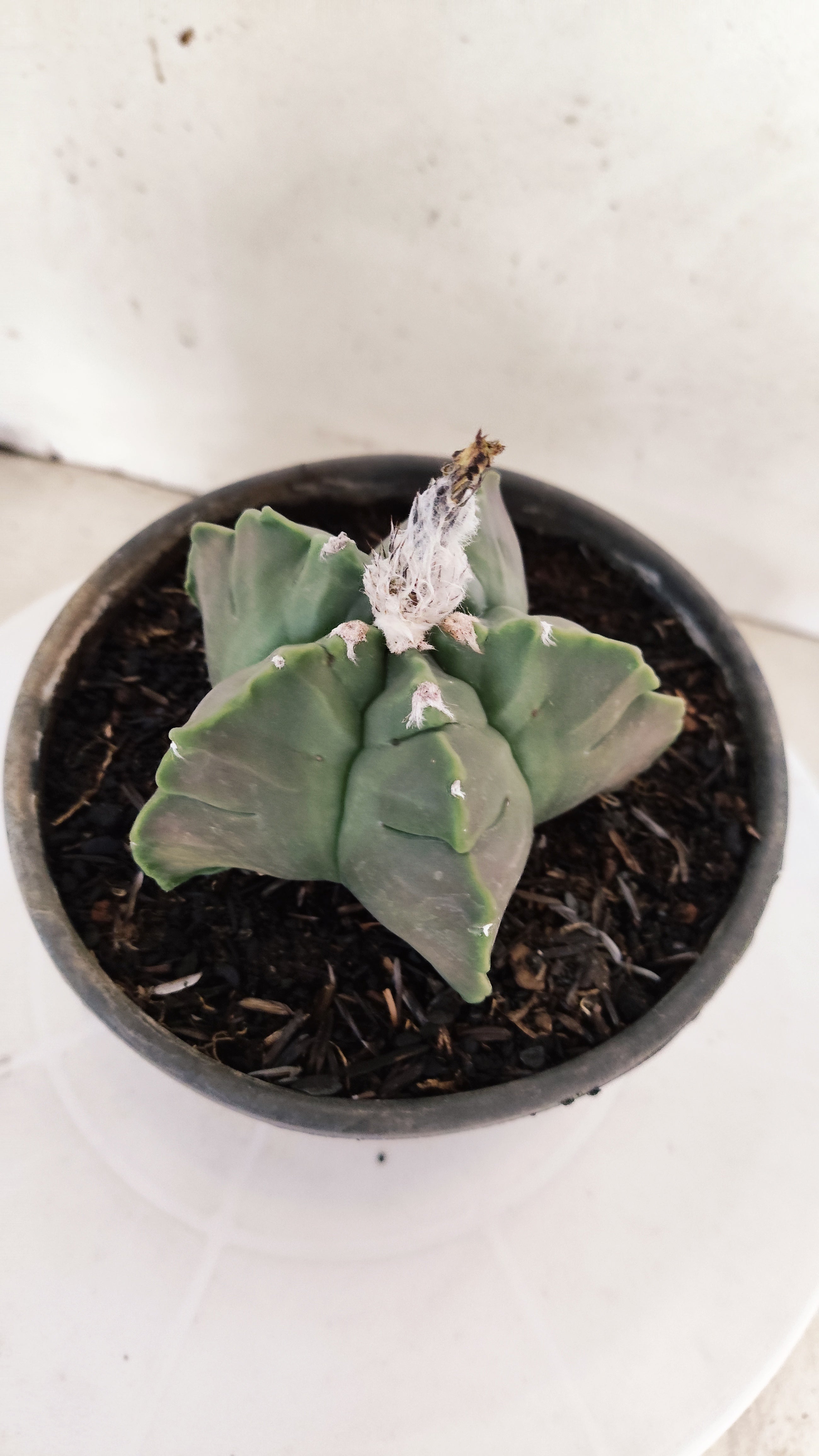 ASTROPHYTUM cv KIKKO Nº 1142  - vaso 15