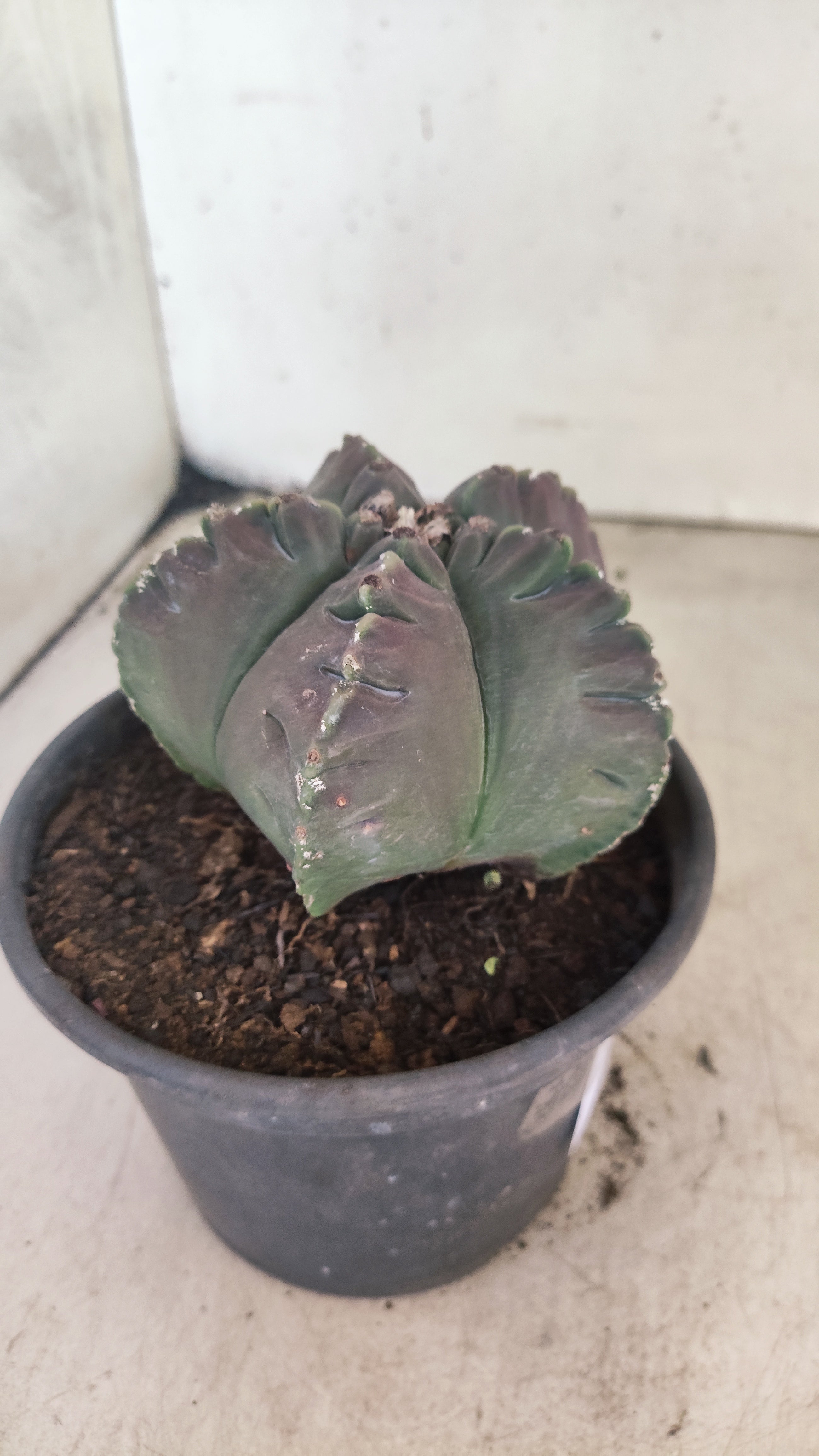 MATRIZ ASTROPHYTUM cv KIKKO Nº 160 – vaso 15