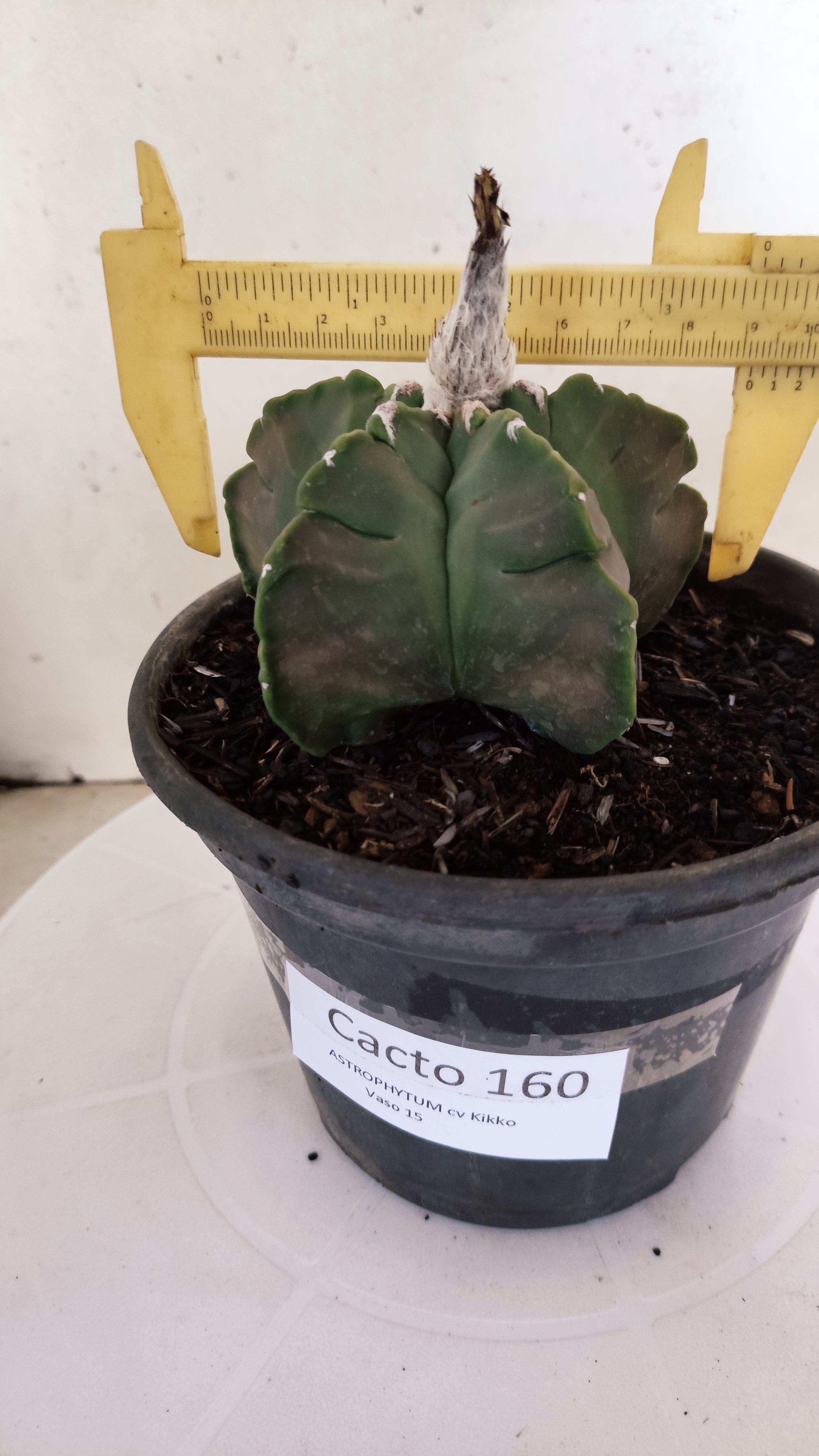 ASTROPHYTUM cv KIKKO Nº 1142  - vaso 15