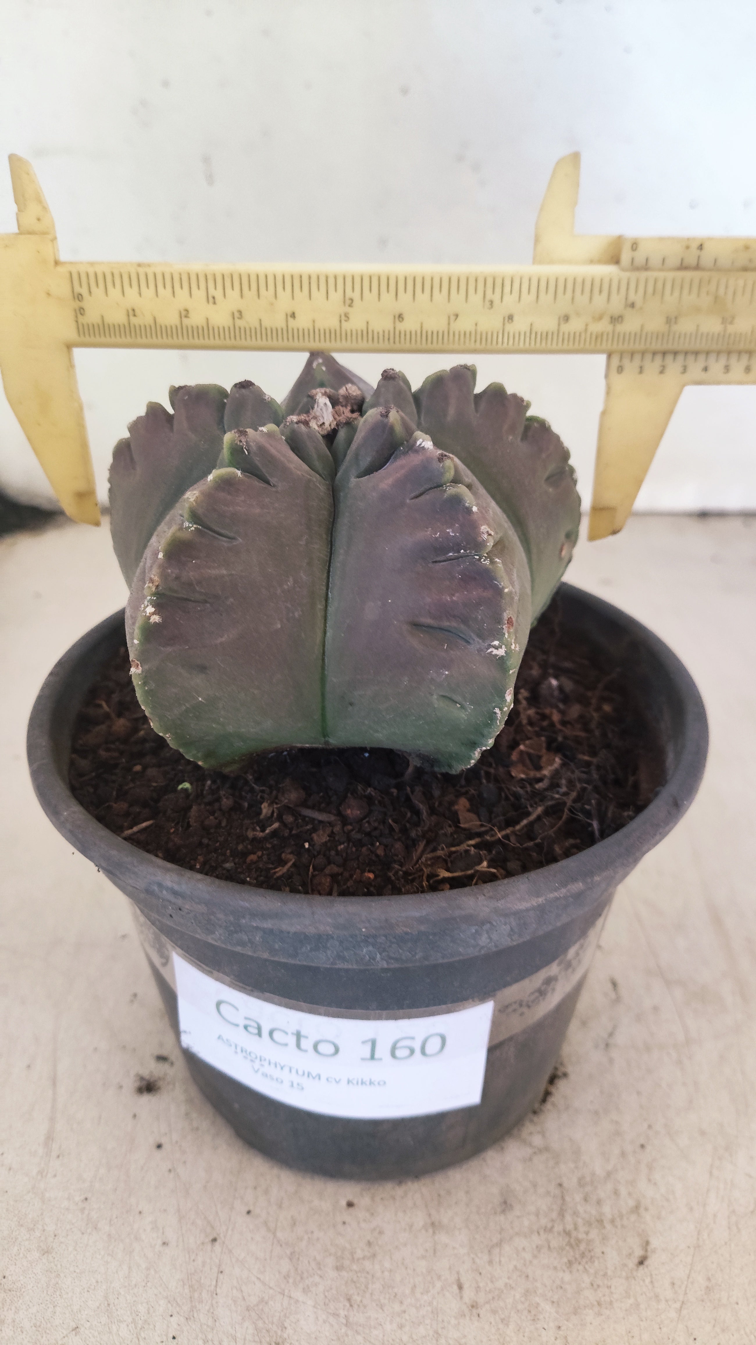 MATRIZ ASTROPHYTUM cv KIKKO Nº 160 – vaso 15