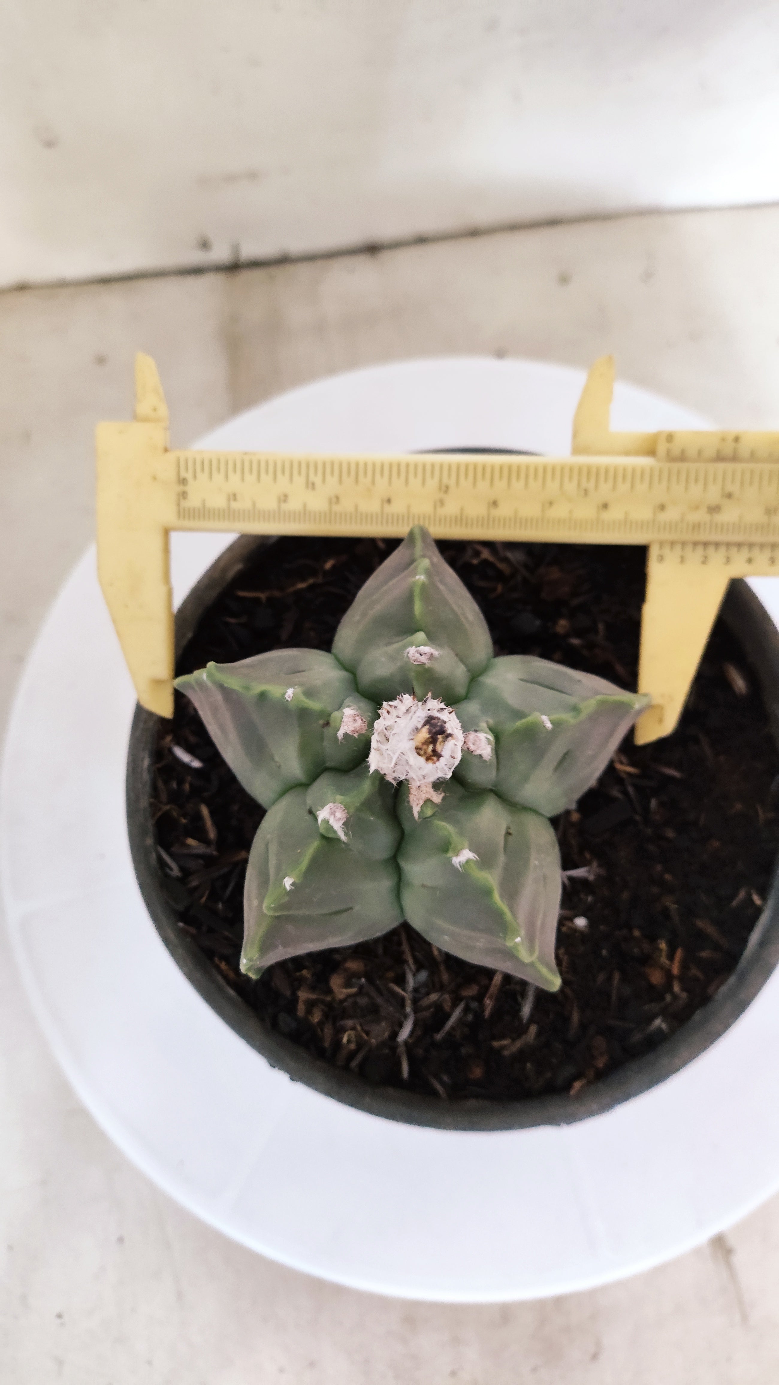ASTROPHYTUM cv KIKKO Nº 1142  - vaso 15