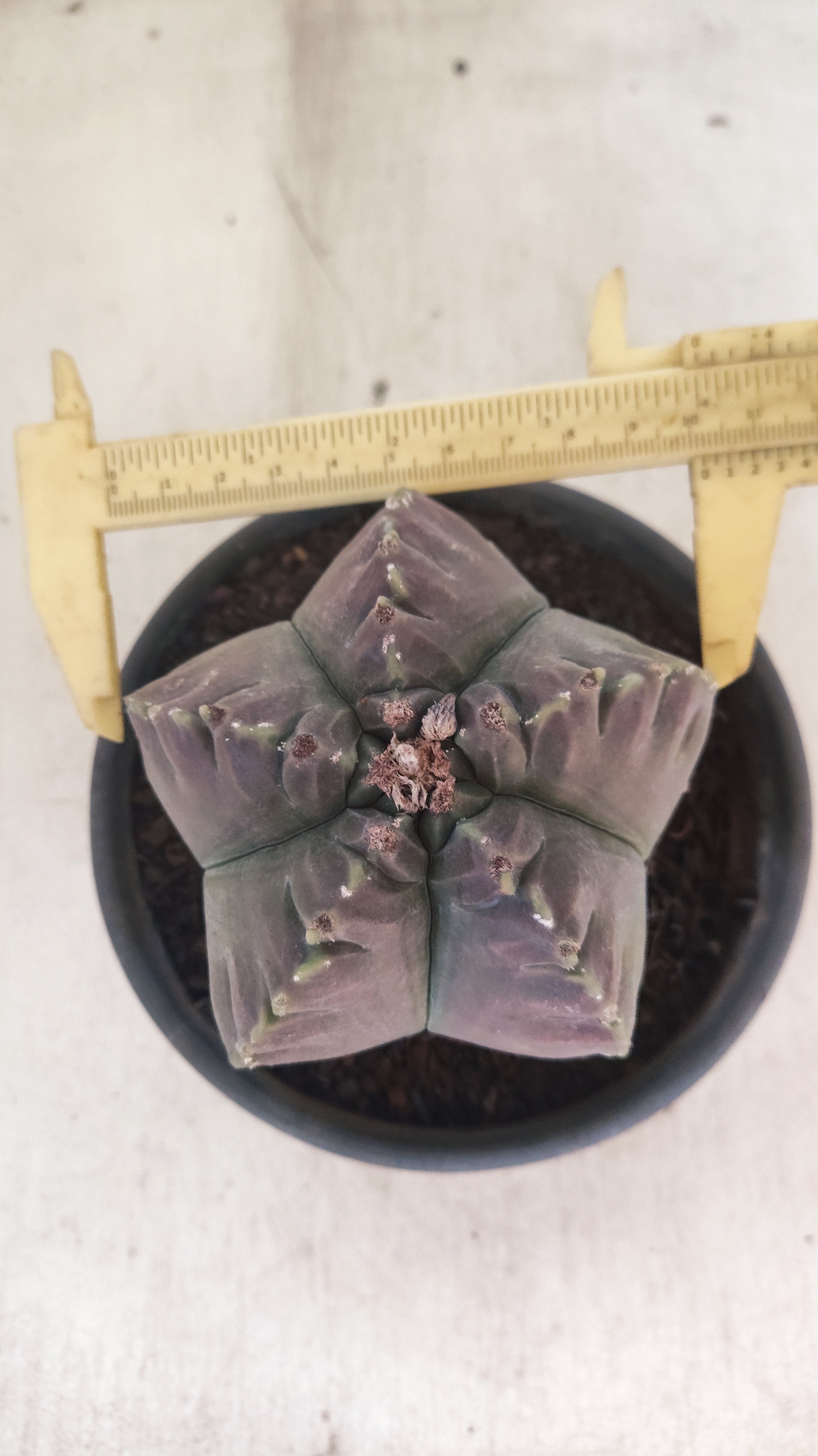 MATRIZ ASTROPHYTUM cv KIKKO Nº 160 – vaso 15