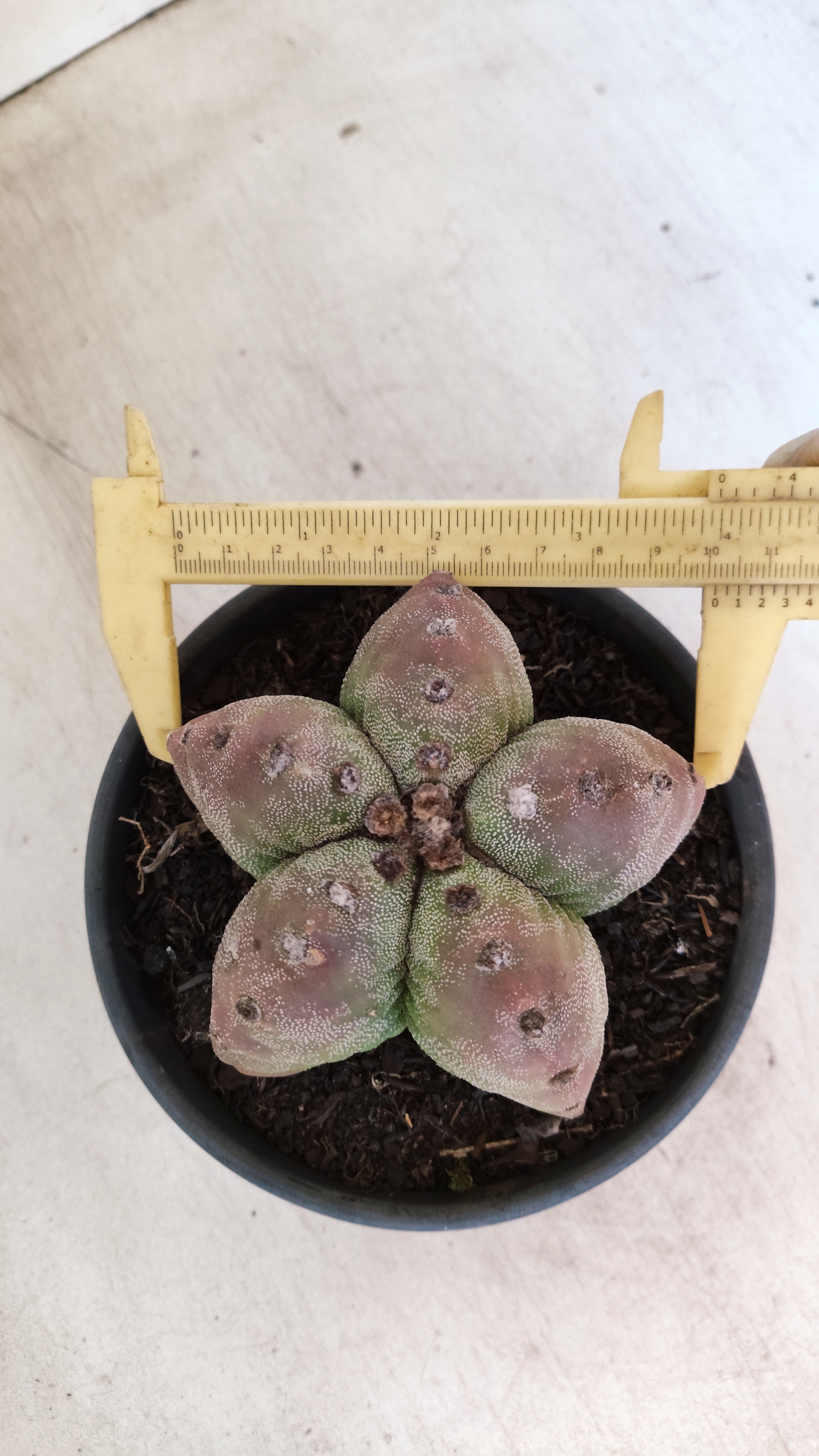 MATRIZ ASTROPHYTUM cv KIKKO  Nº 184 – vaso 15