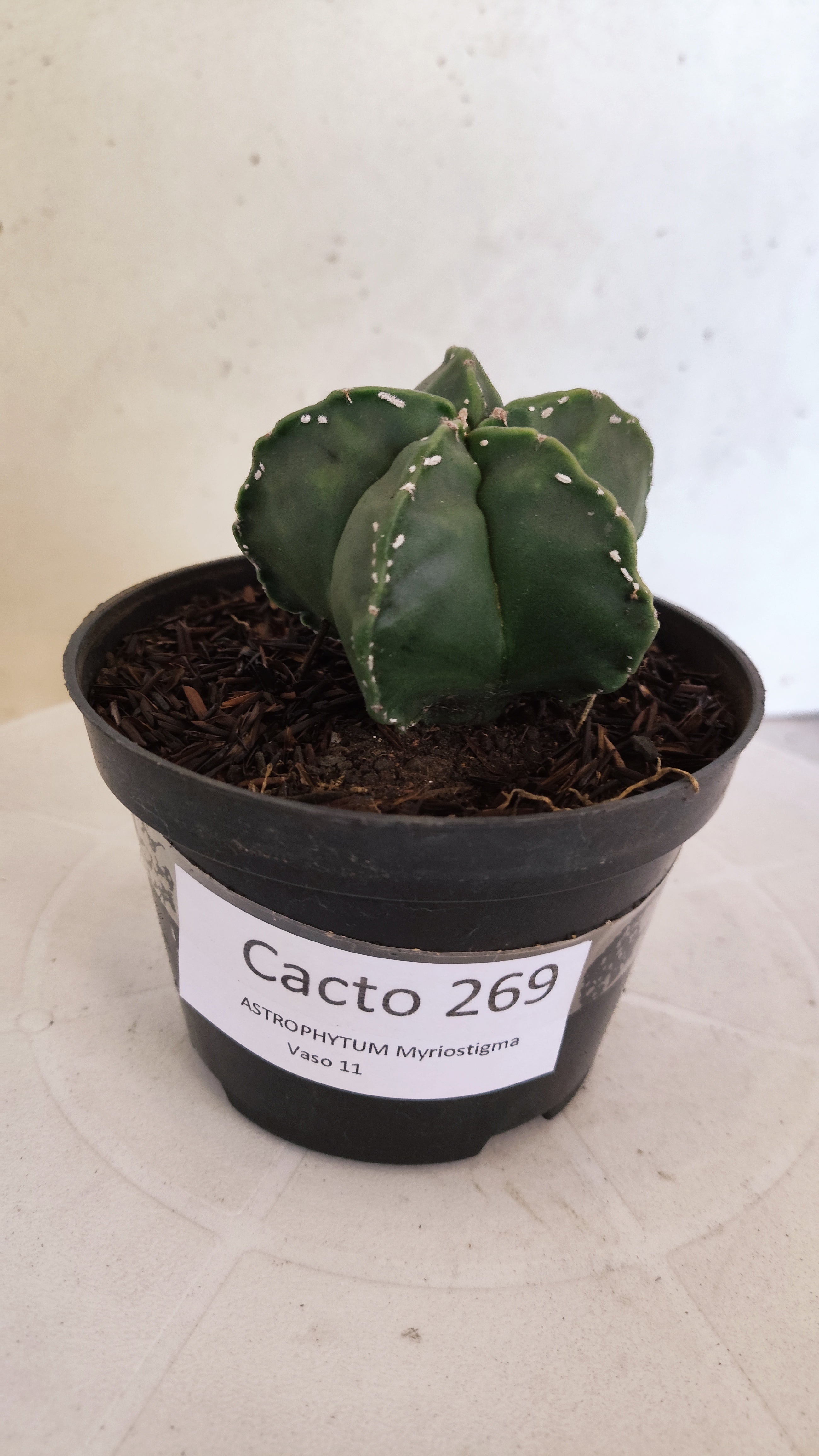 MATRIZ ASTROPHYTUM cv KIKKO  Nº 269 – vaso 11