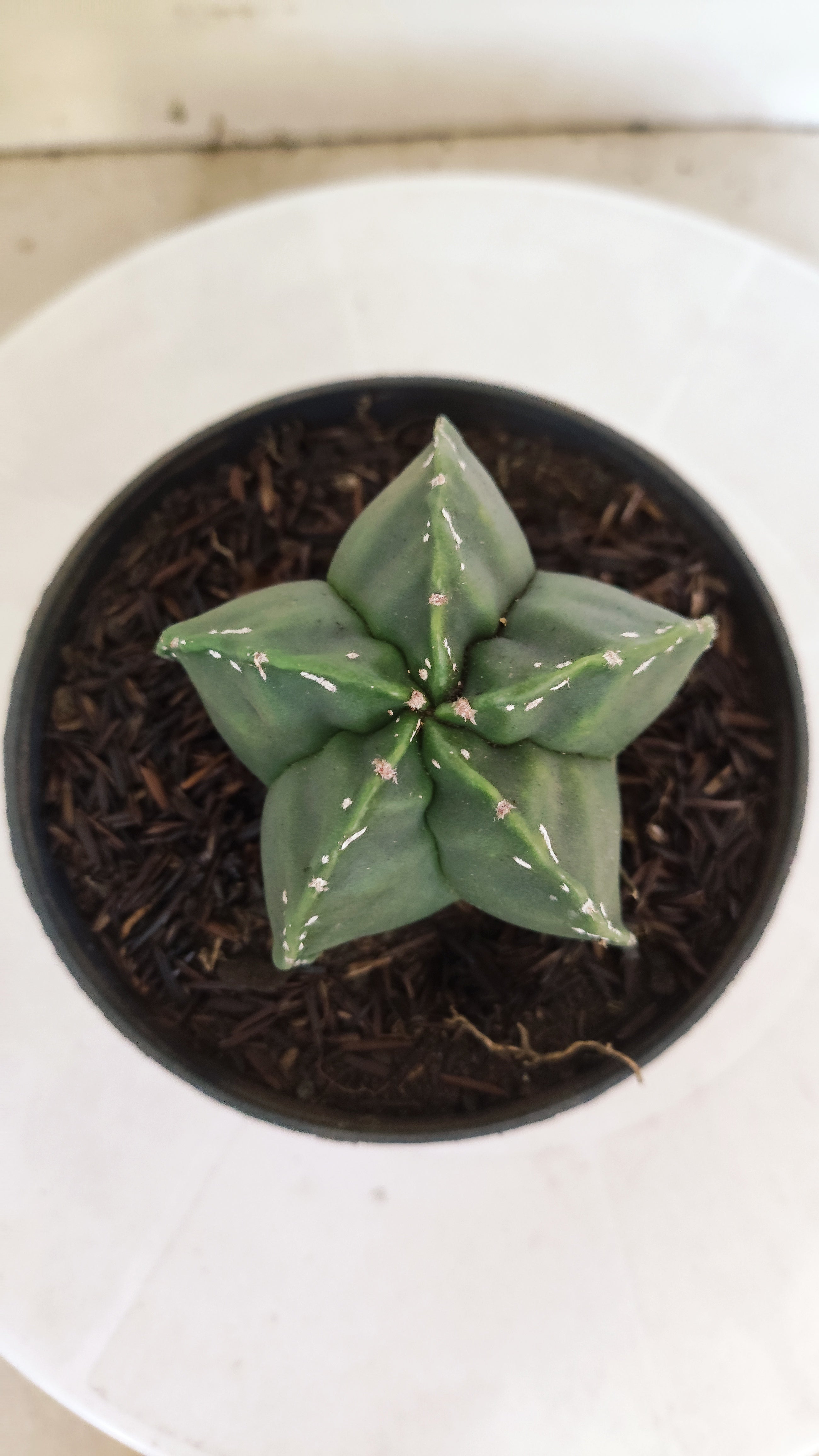MATRIZ ASTROPHYTUM cv KIKKO  Nº 269 – vaso 11