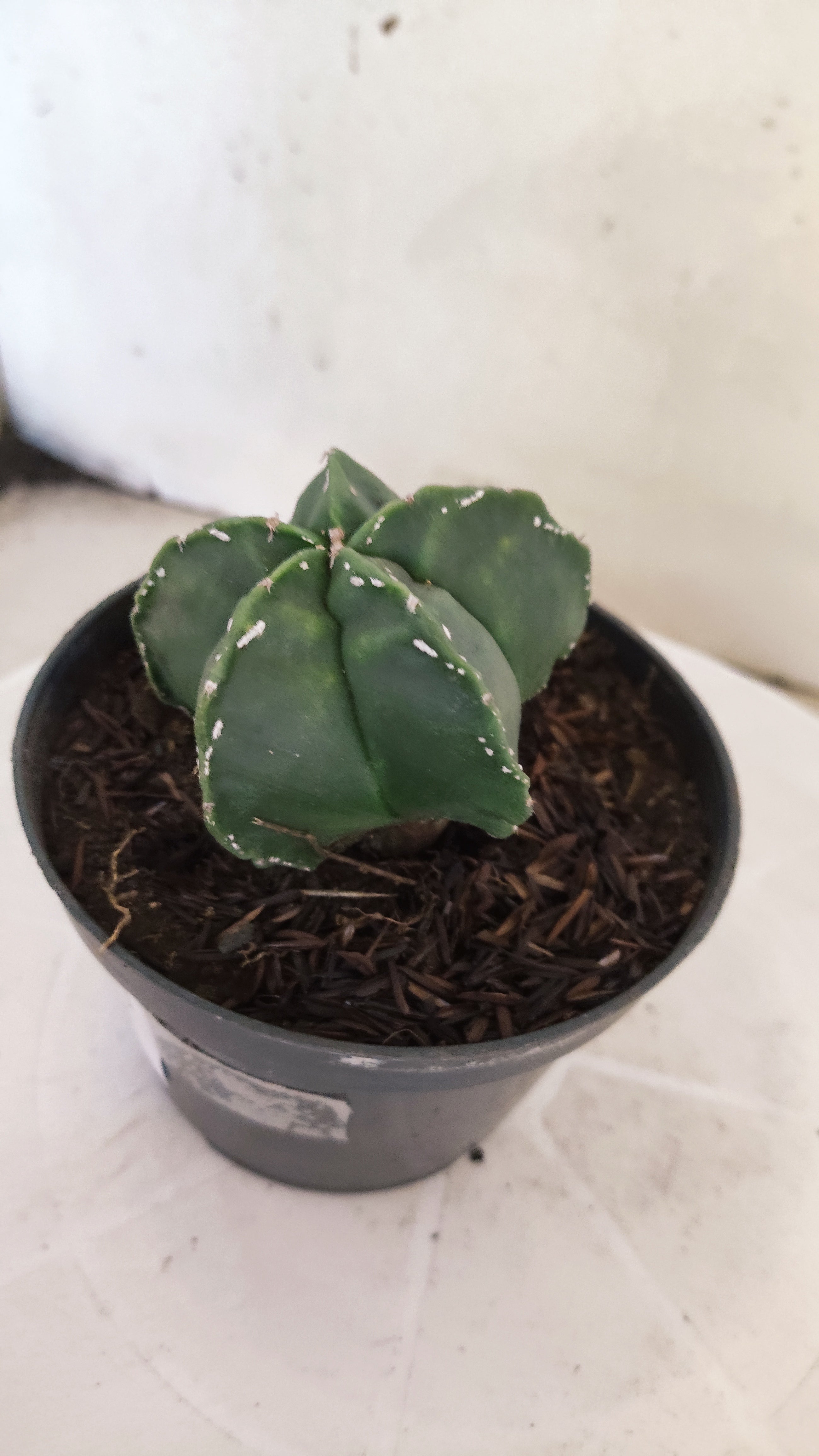 MATRIZ ASTROPHYTUM cv KIKKO  Nº 269 – vaso 11