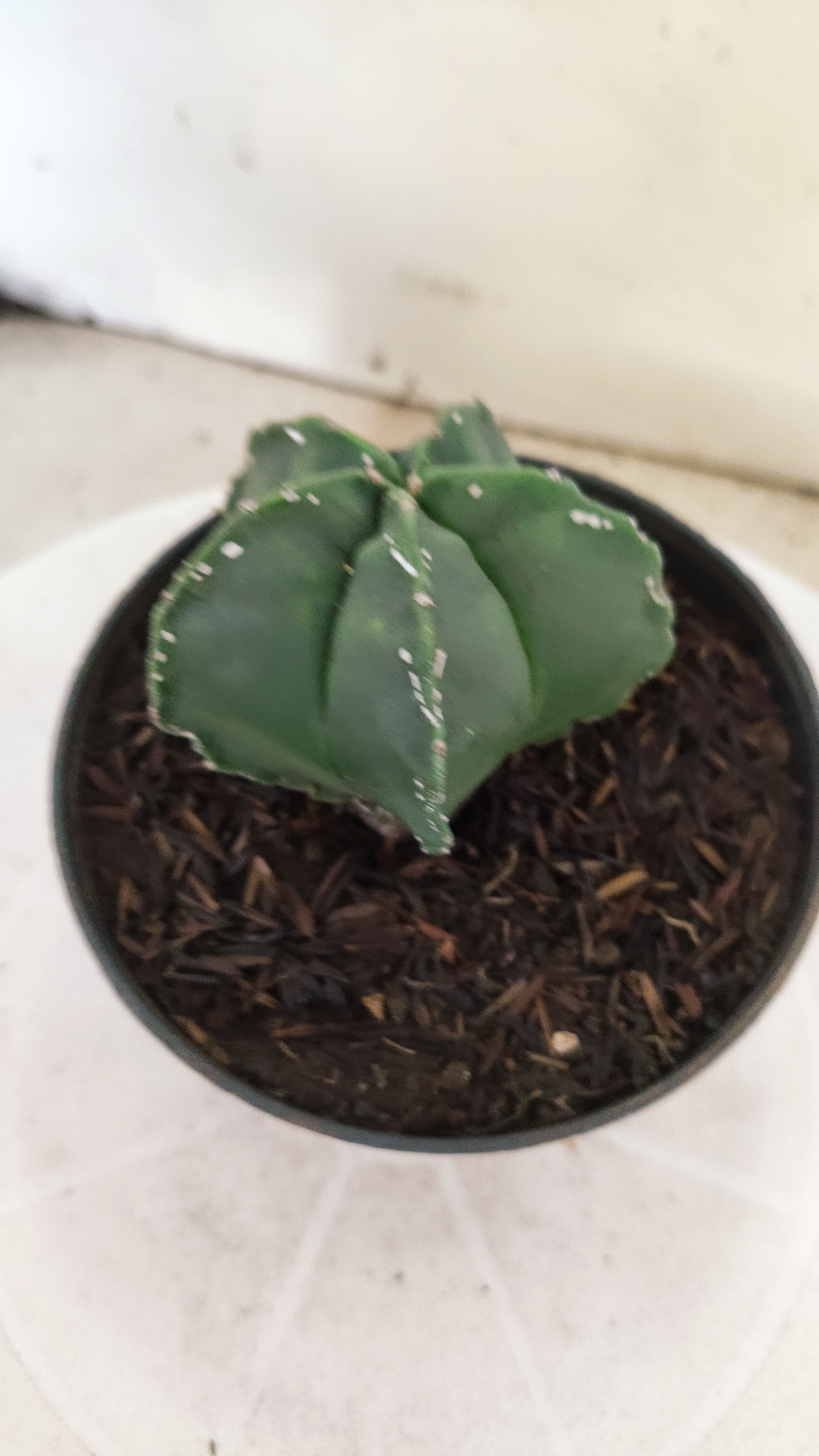 MATRIZ ASTROPHYTUM cv KIKKO  Nº 269 – vaso 11