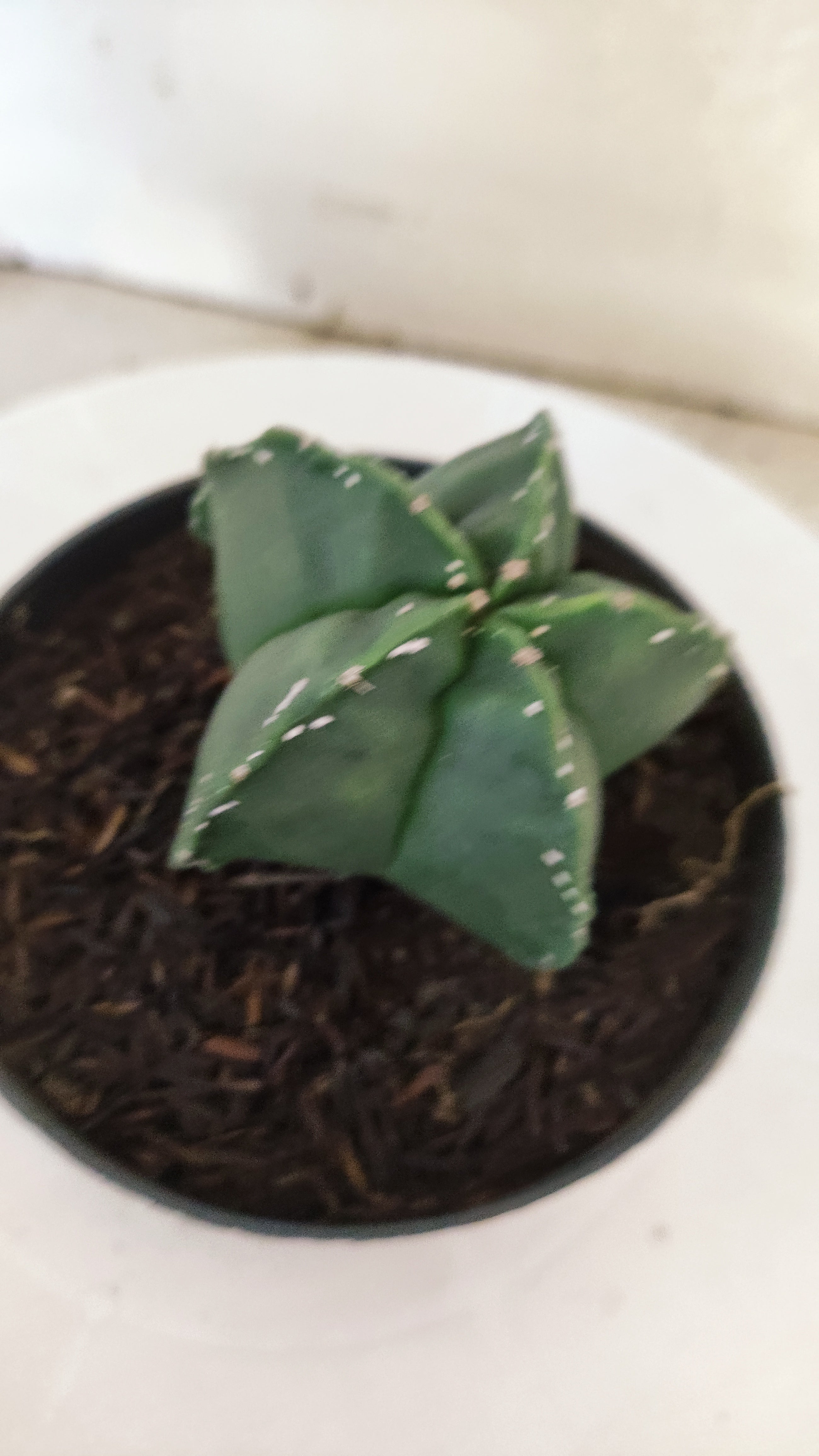 MATRIZ ASTROPHYTUM cv KIKKO  Nº 269 – vaso 11