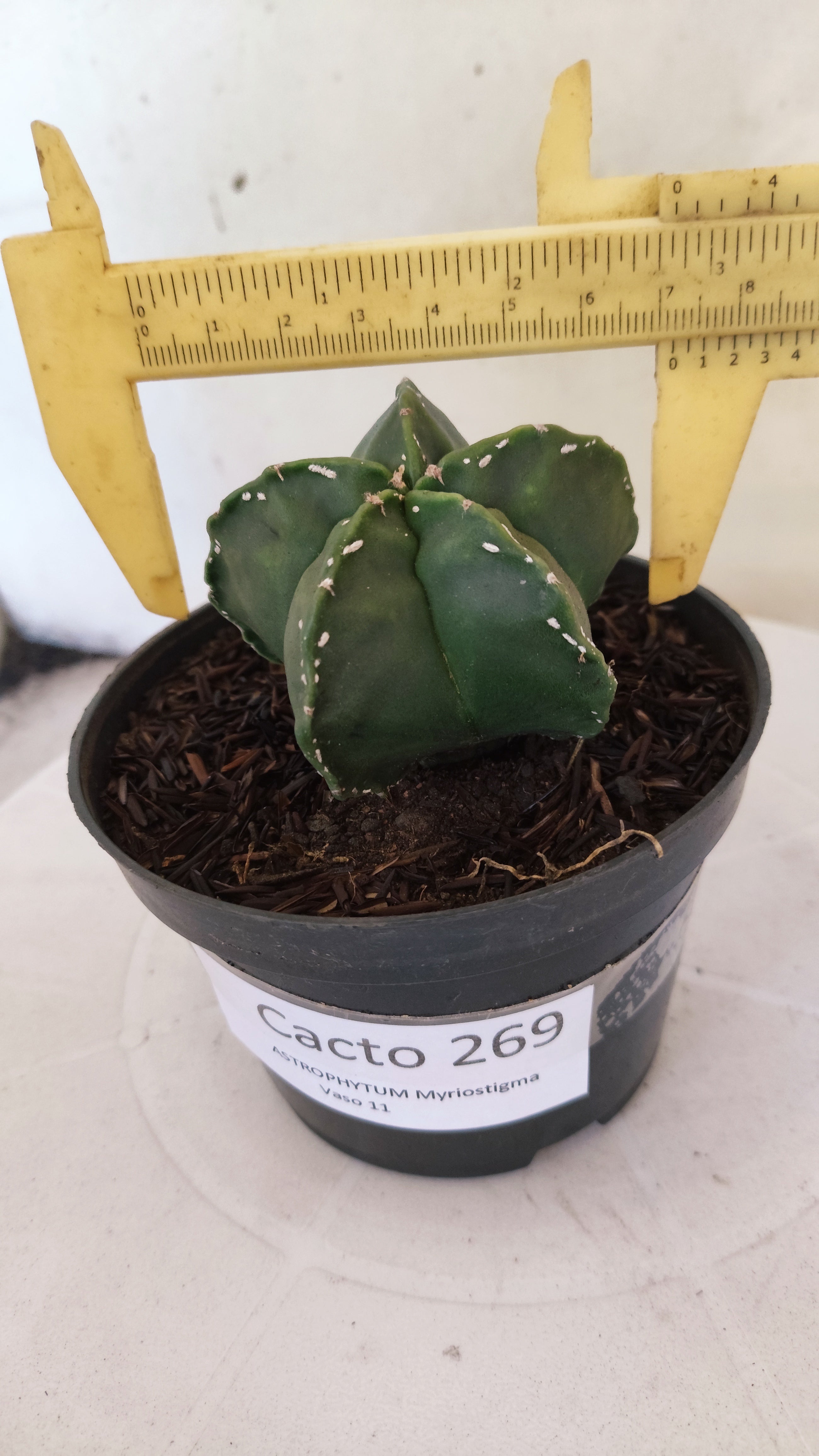 MATRIZ ASTROPHYTUM cv KIKKO  Nº 269 – vaso 11