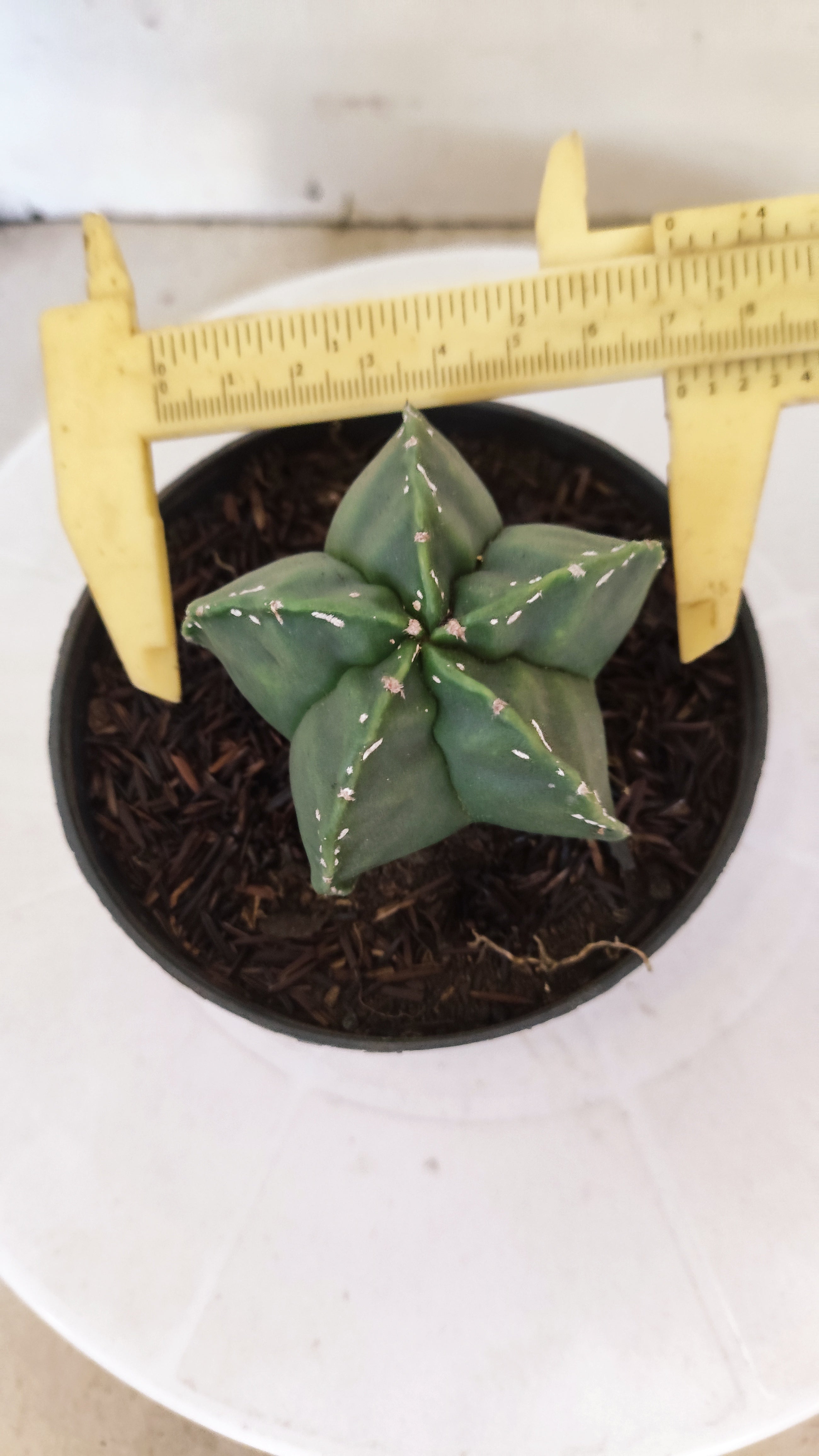 MATRIZ ASTROPHYTUM cv KIKKO  Nº 269 – vaso 11