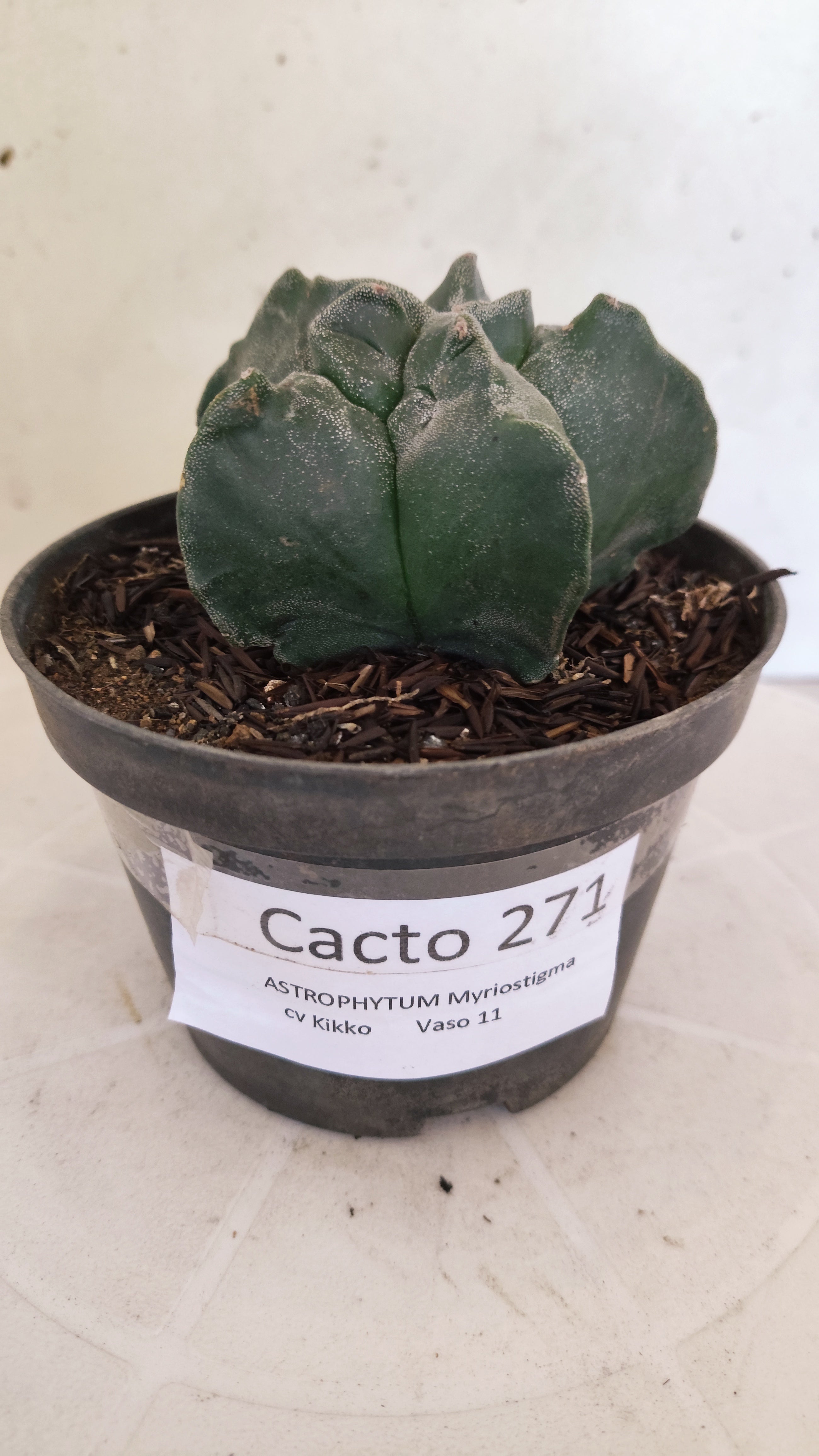 MATRIZ ASTROPHYTUM cv KIKKO  Nº 271 – vaso 11