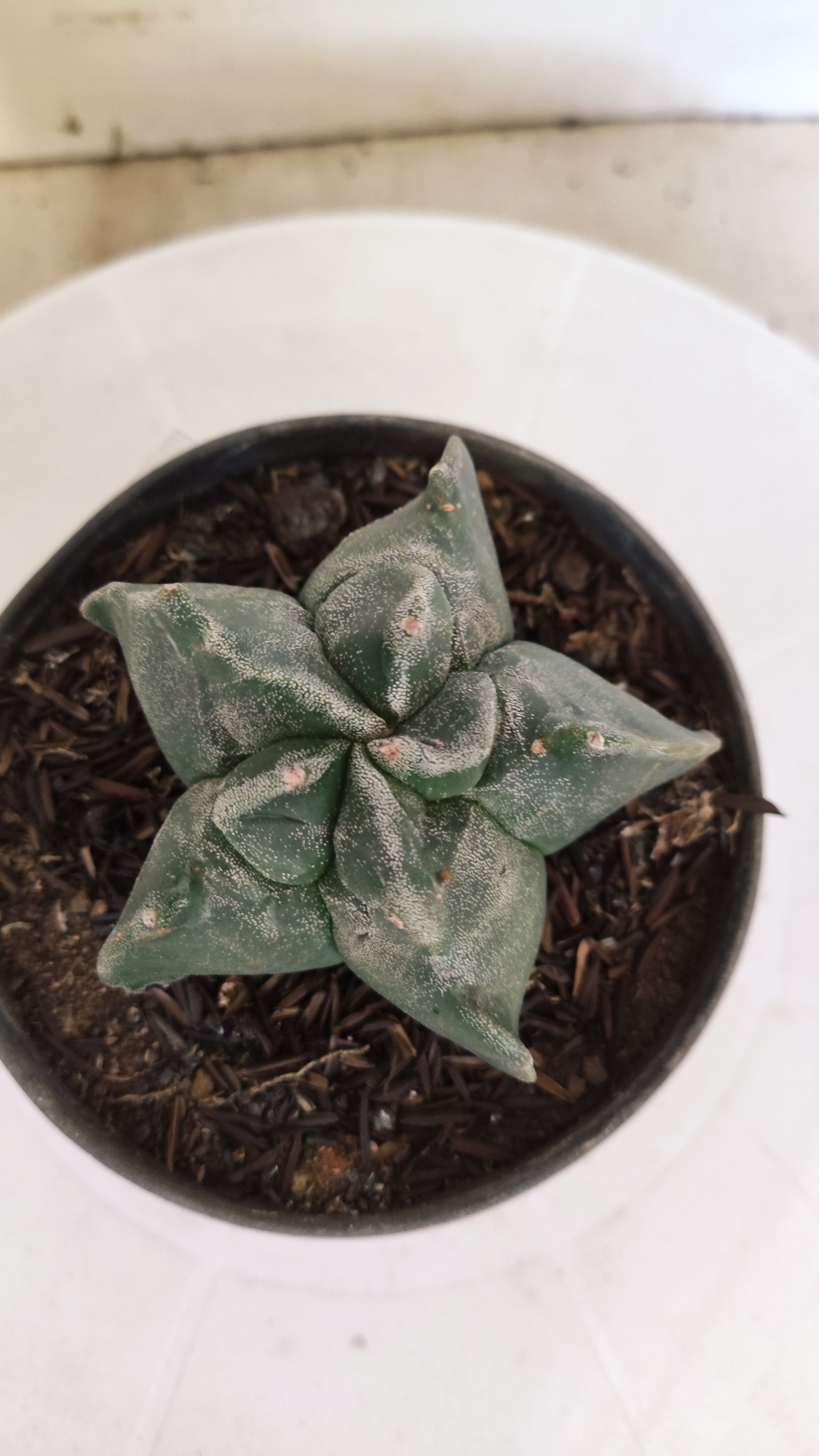 MATRIZ ASTROPHYTUM cv KIKKO  Nº 271 – vaso 11