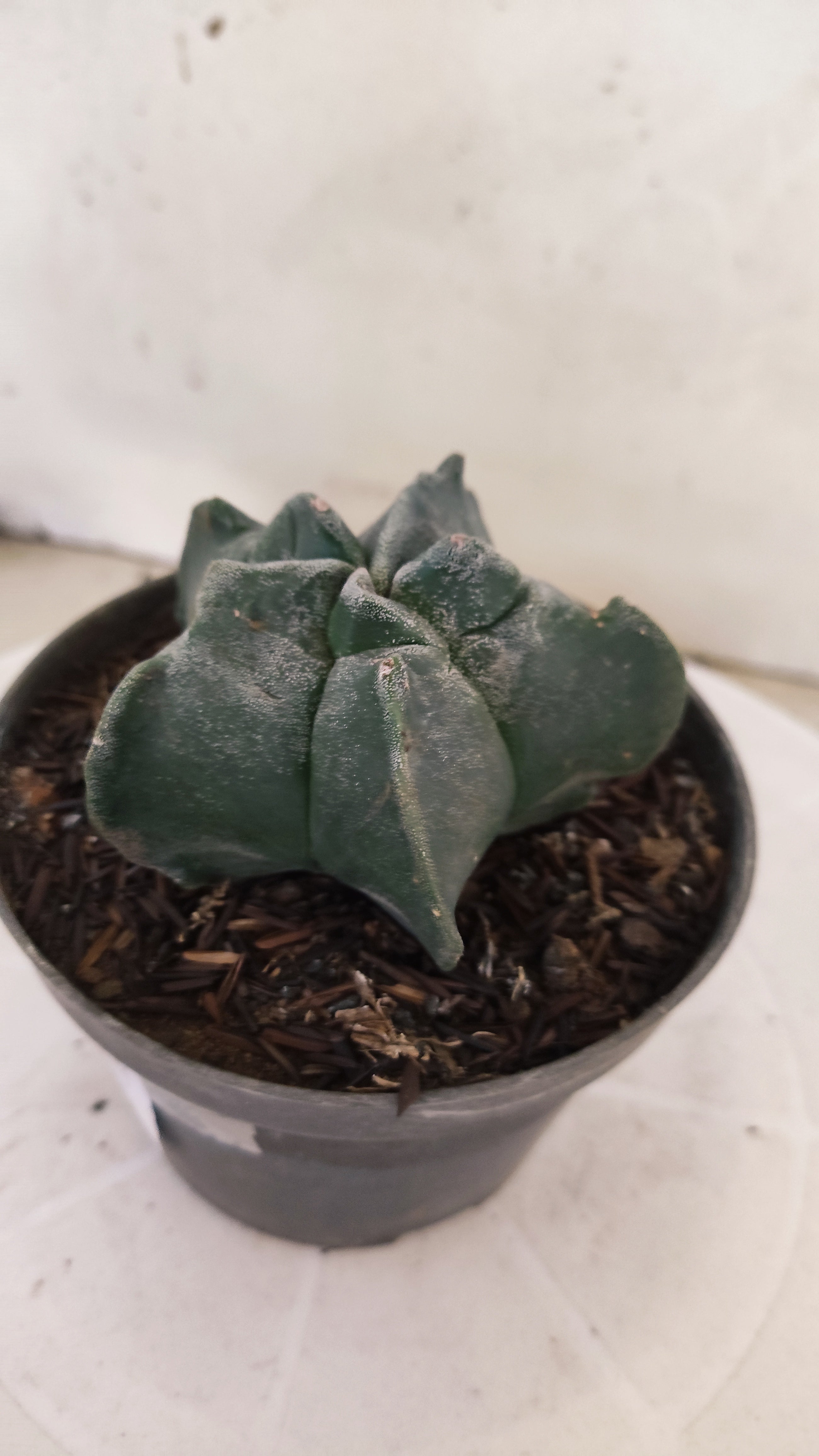 MATRIZ ASTROPHYTUM cv KIKKO  Nº 271 – vaso 11
