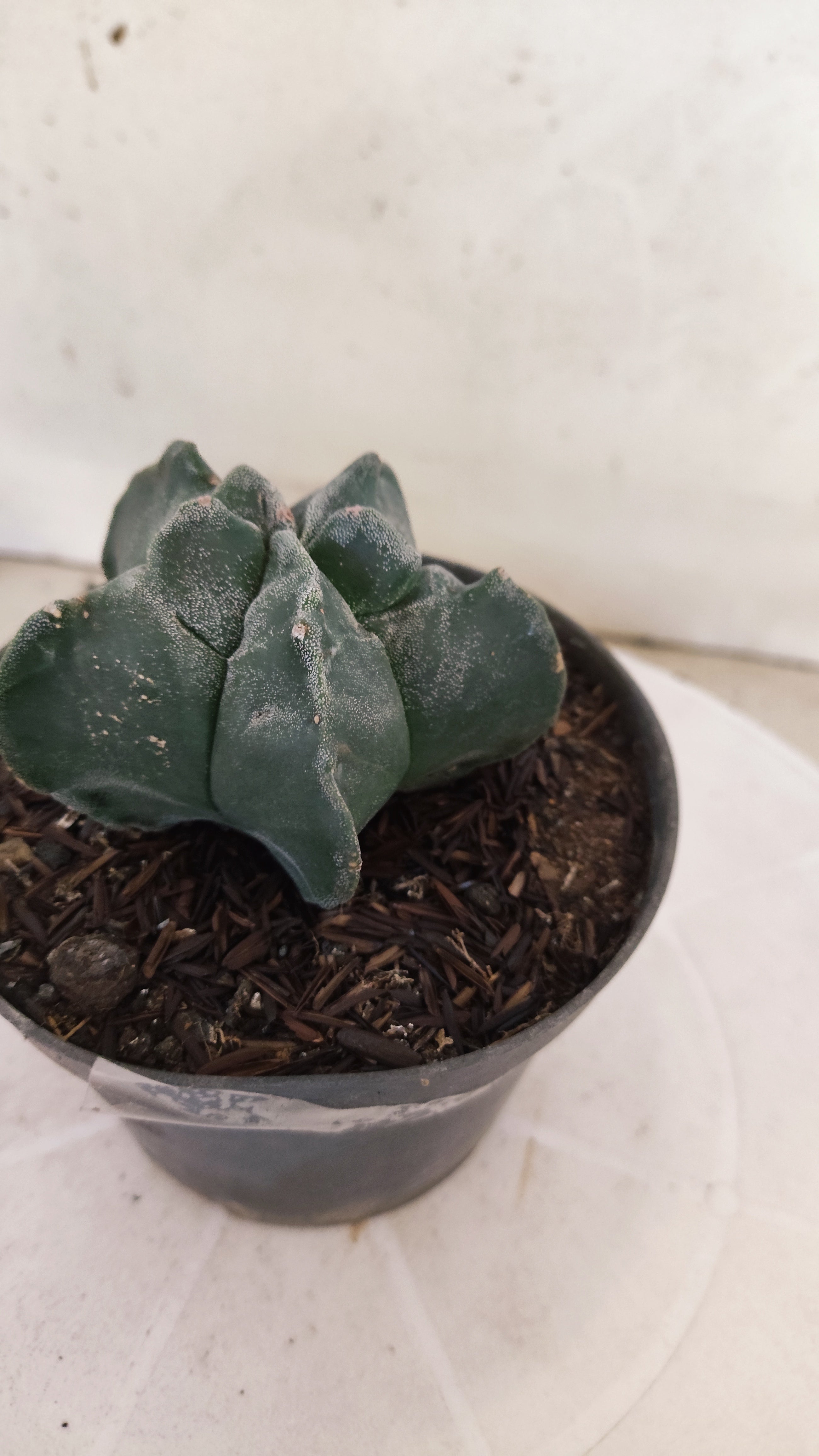 MATRIZ ASTROPHYTUM cv KIKKO  Nº 271 – vaso 11