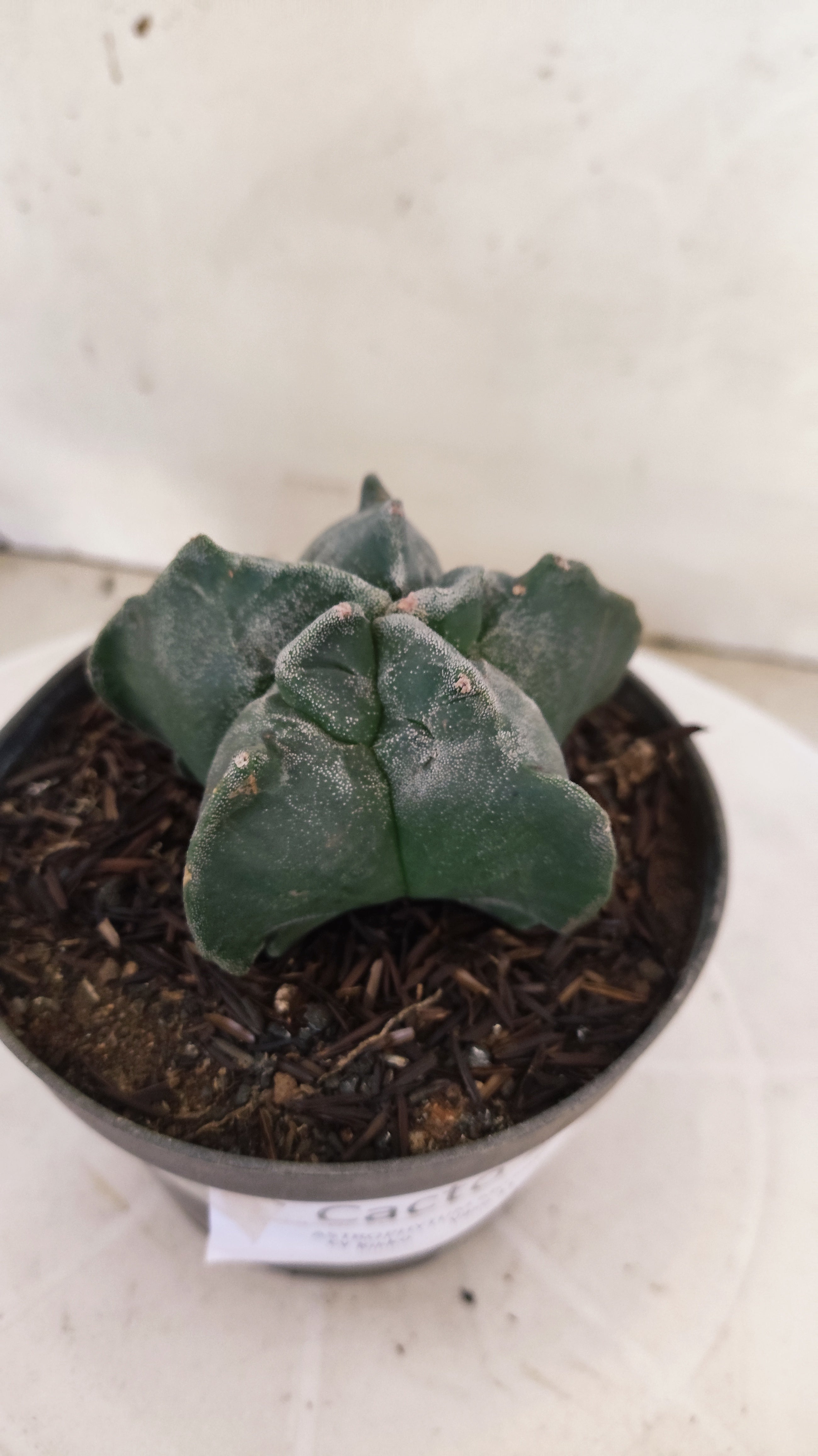 MATRIZ ASTROPHYTUM cv KIKKO  Nº 271 – vaso 11