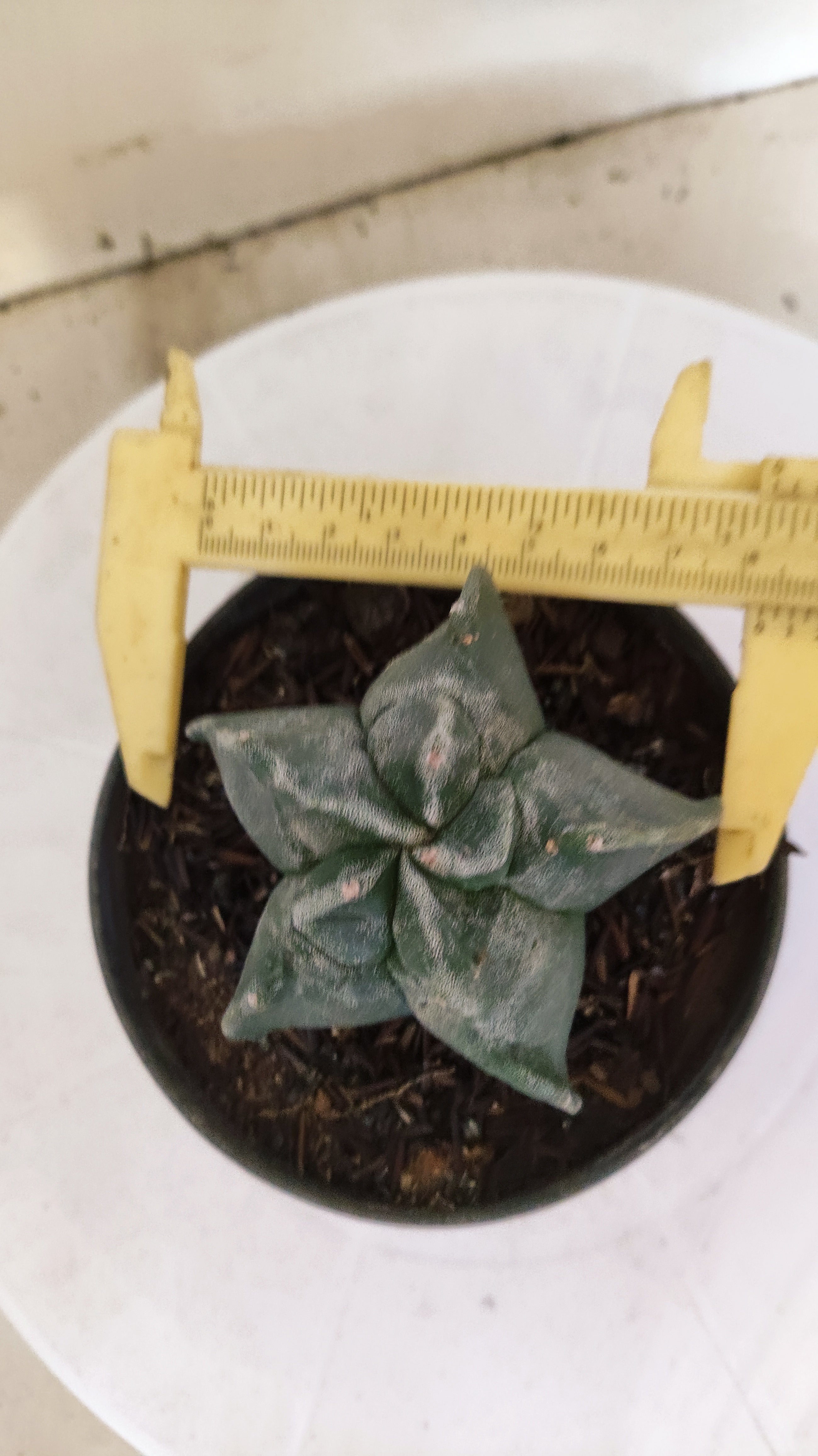 MATRIZ ASTROPHYTUM cv KIKKO  Nº 271 – vaso 11