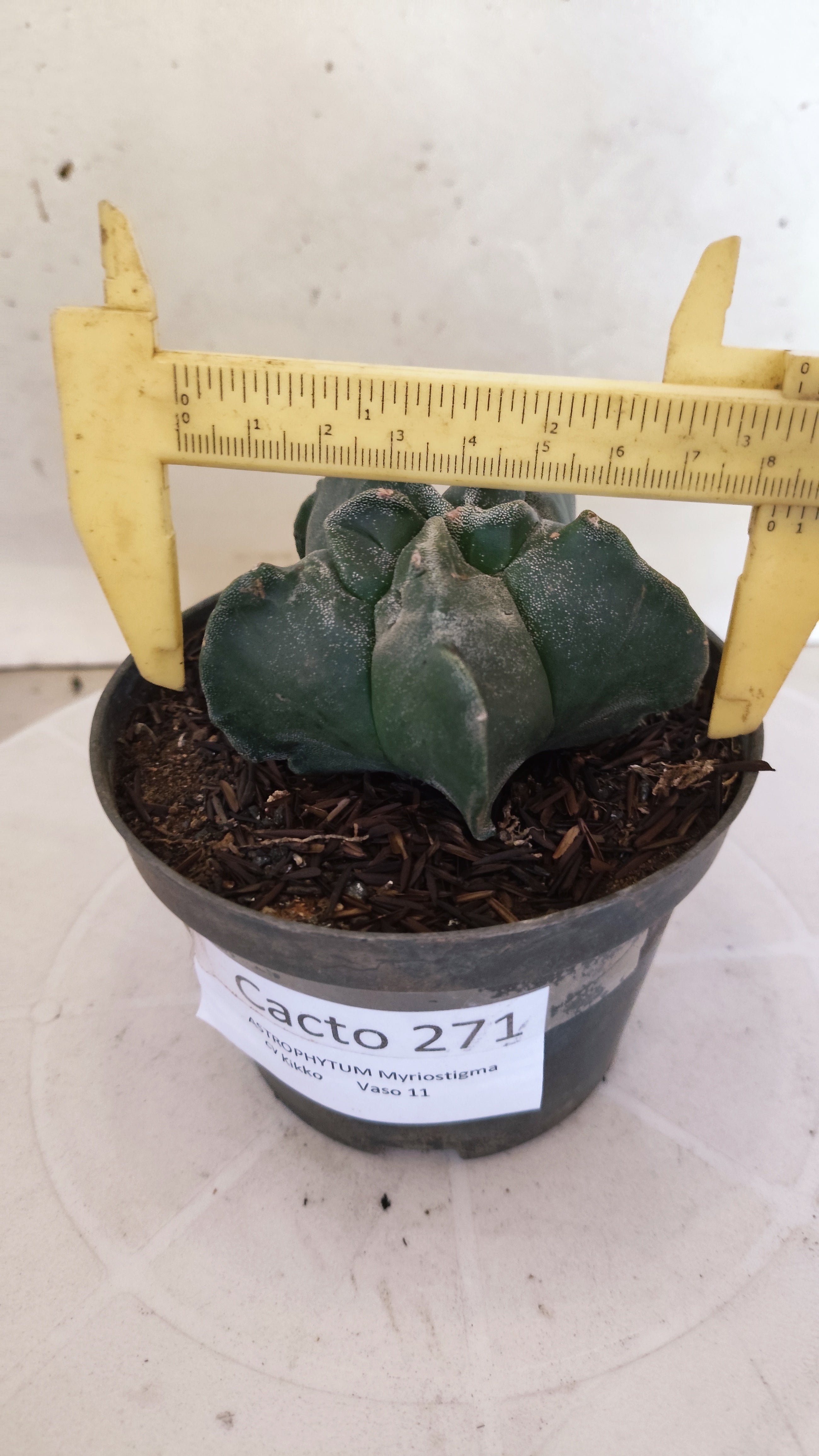 MATRIZ ASTROPHYTUM cv KIKKO  Nº 271 – vaso 11