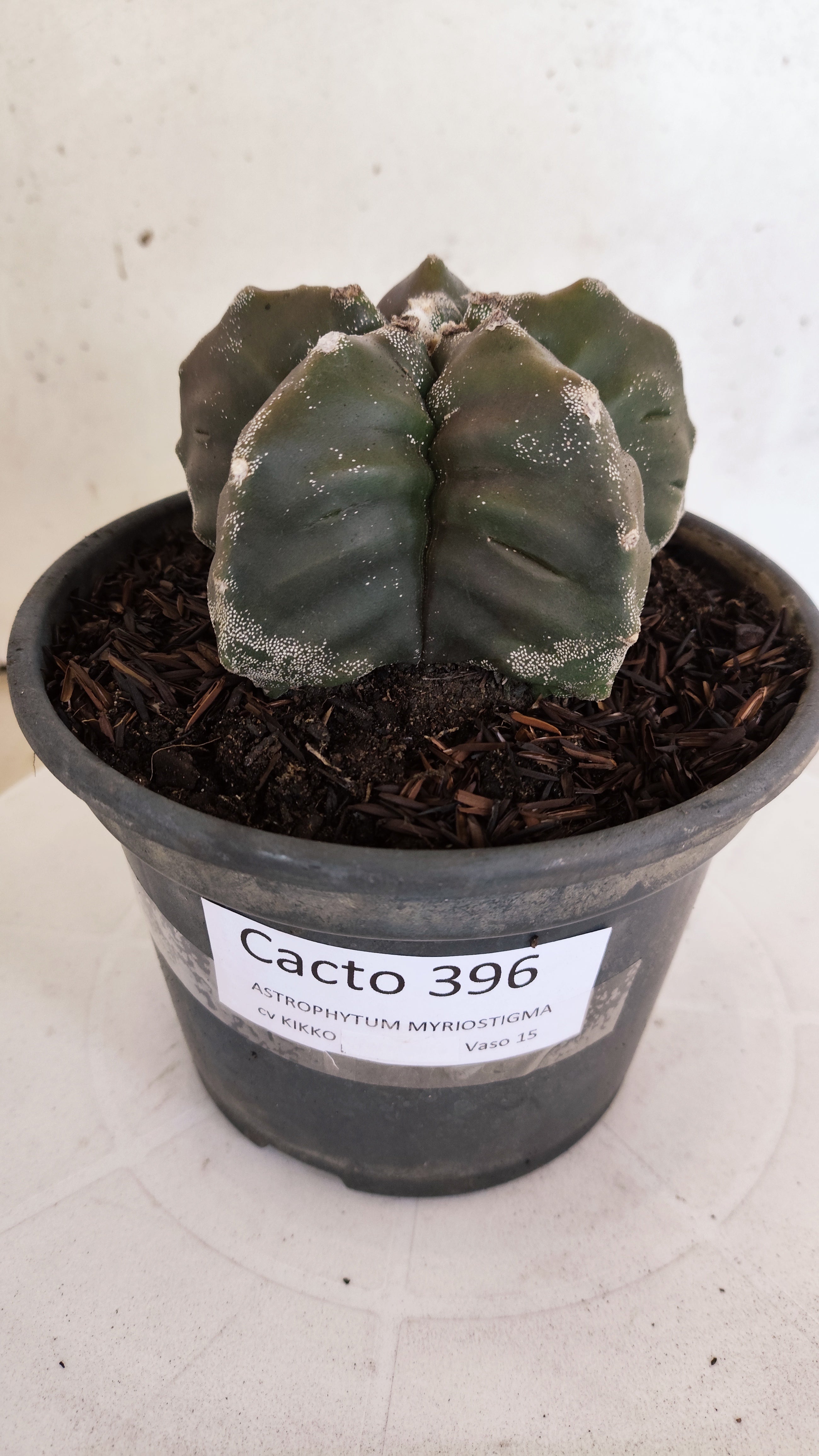MATRIZ ASTROPHYTUM cv KIKKO   Nº 396 – vaso 15