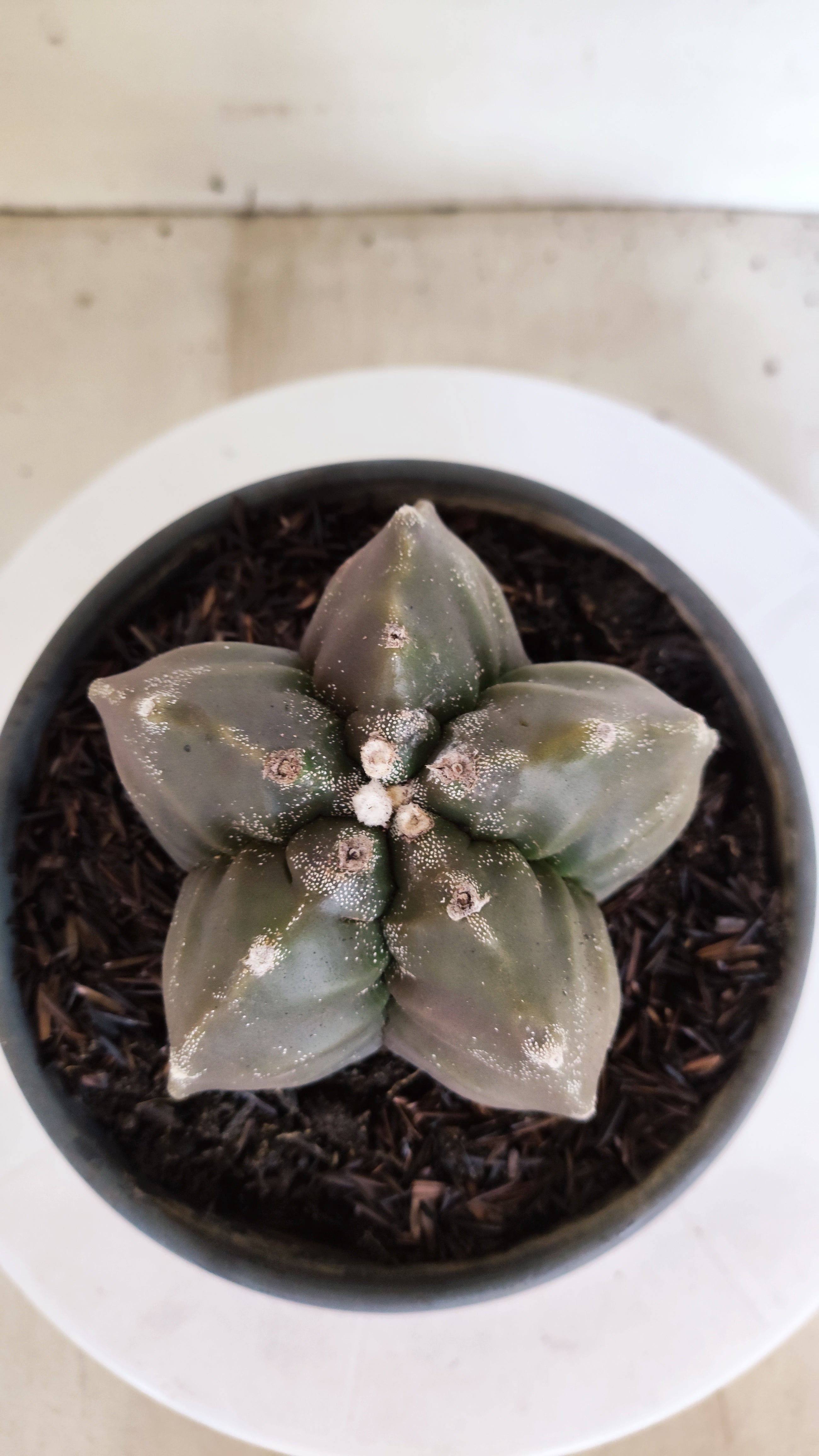 MATRIZ ASTROPHYTUM cv KIKKO   Nº 396 – vaso 15