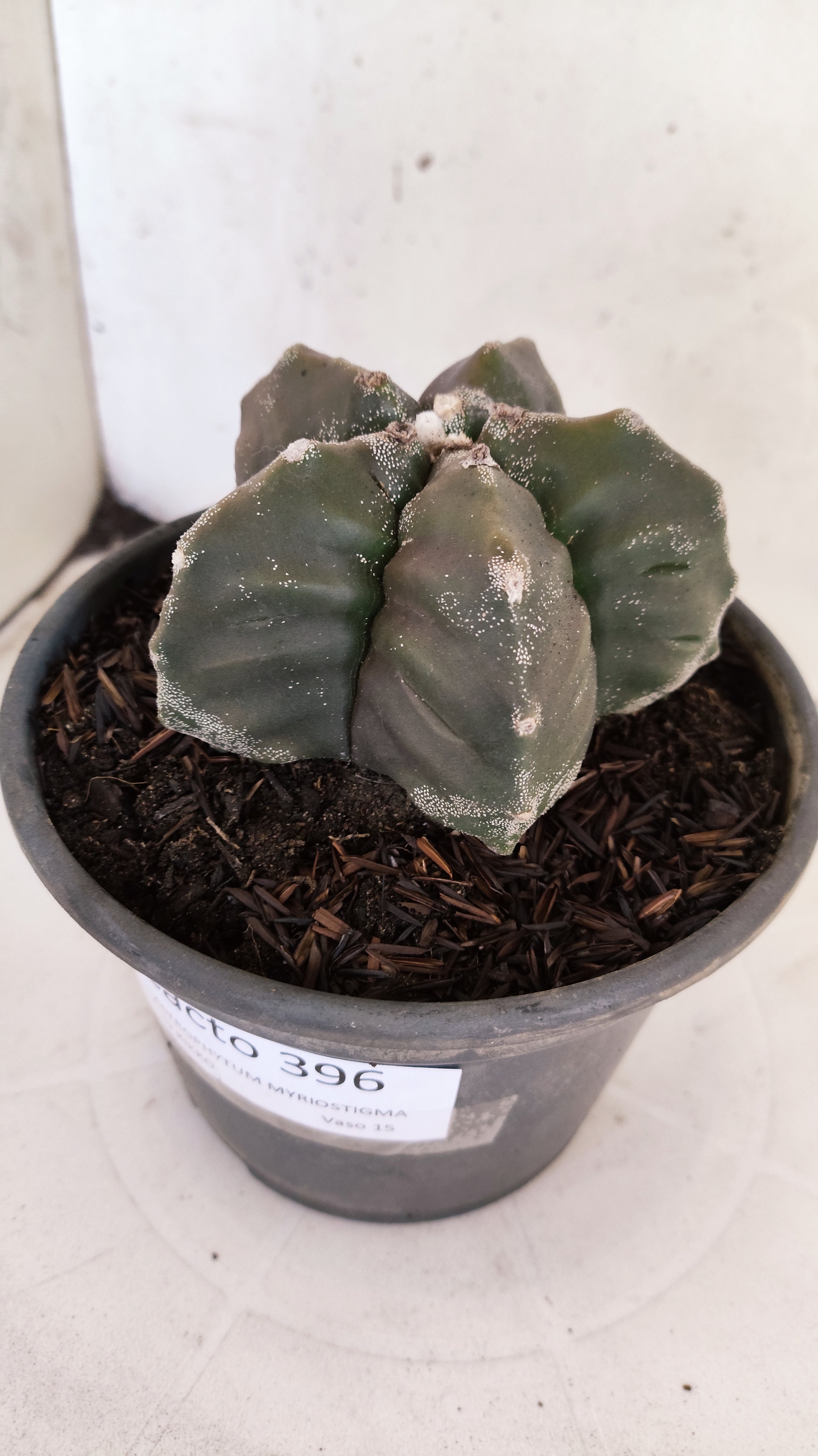 MATRIZ ASTROPHYTUM cv KIKKO   Nº 396 – vaso 15
