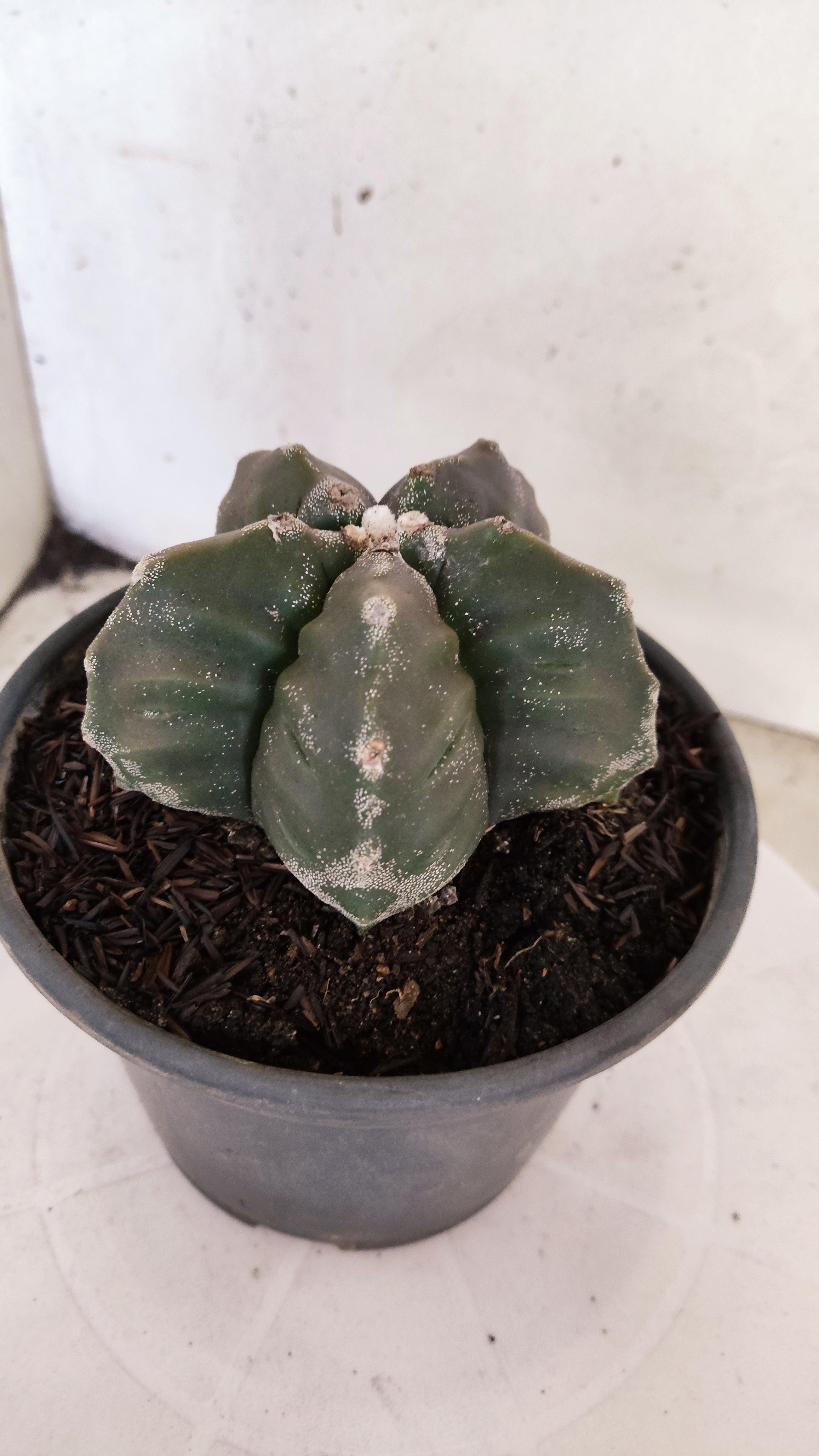 MATRIZ ASTROPHYTUM cv KIKKO   Nº 396 – vaso 15