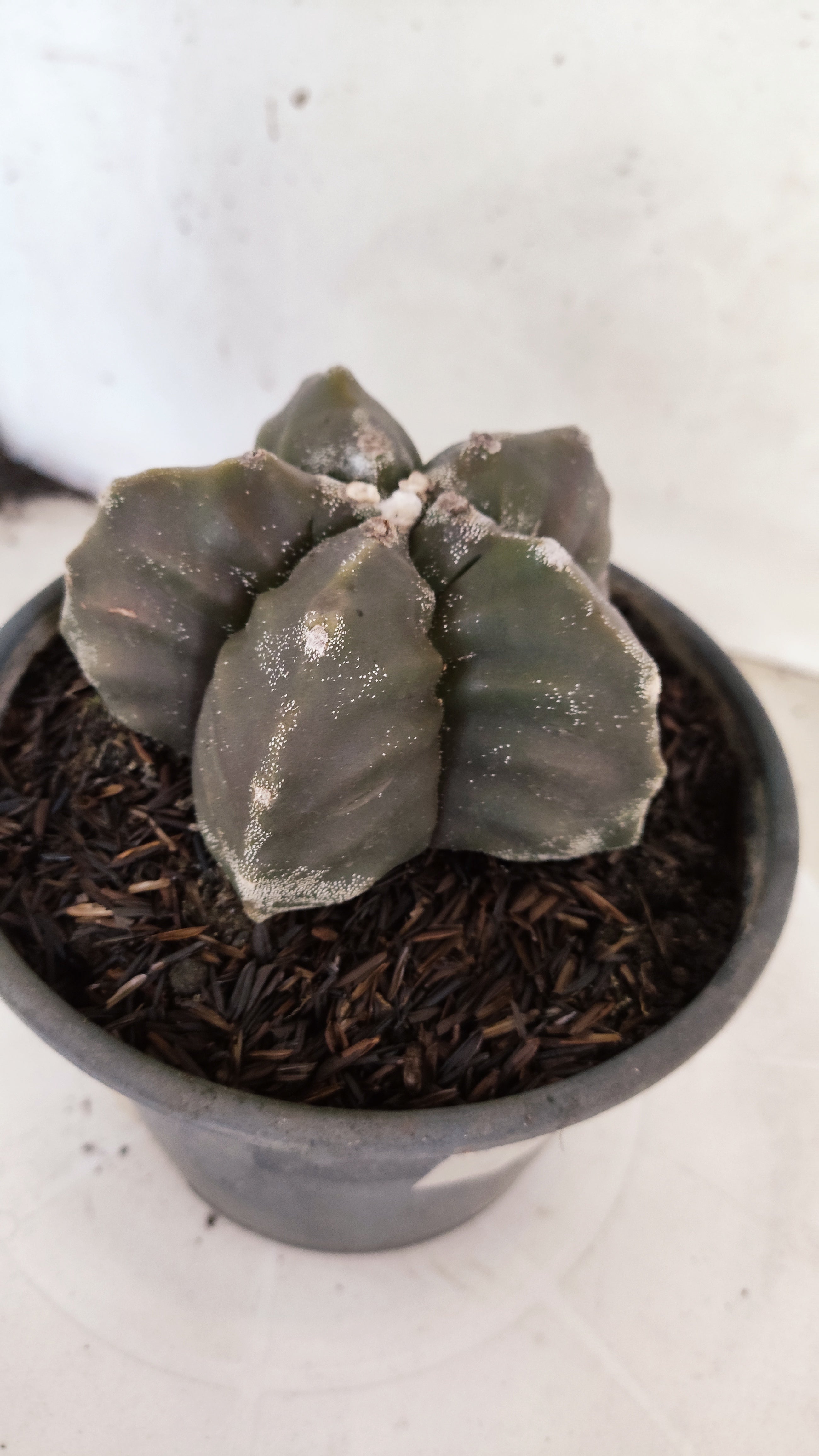 MATRIZ ASTROPHYTUM cv KIKKO   Nº 396 – vaso 15