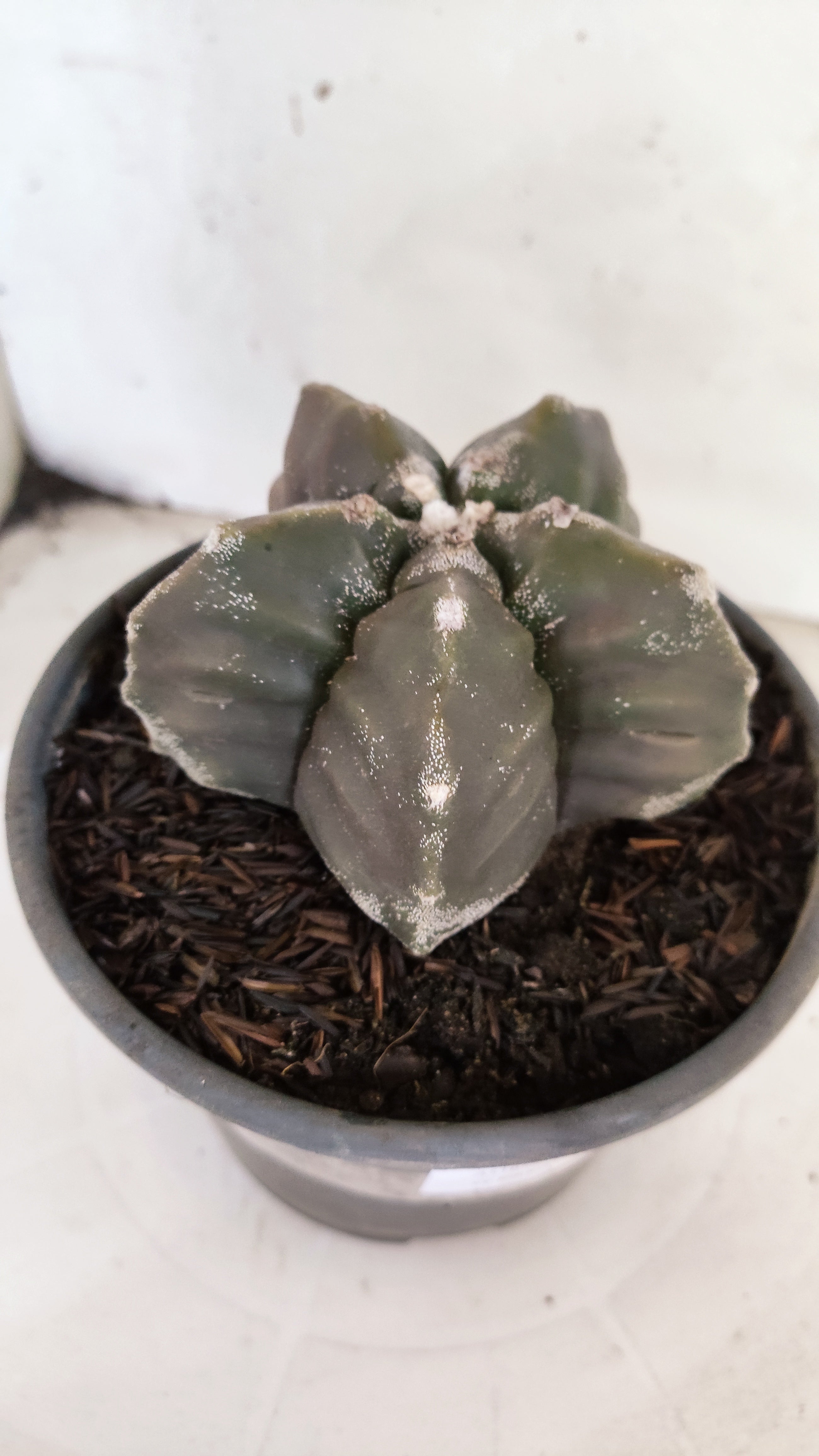 MATRIZ ASTROPHYTUM cv KIKKO   Nº 396 – vaso 15