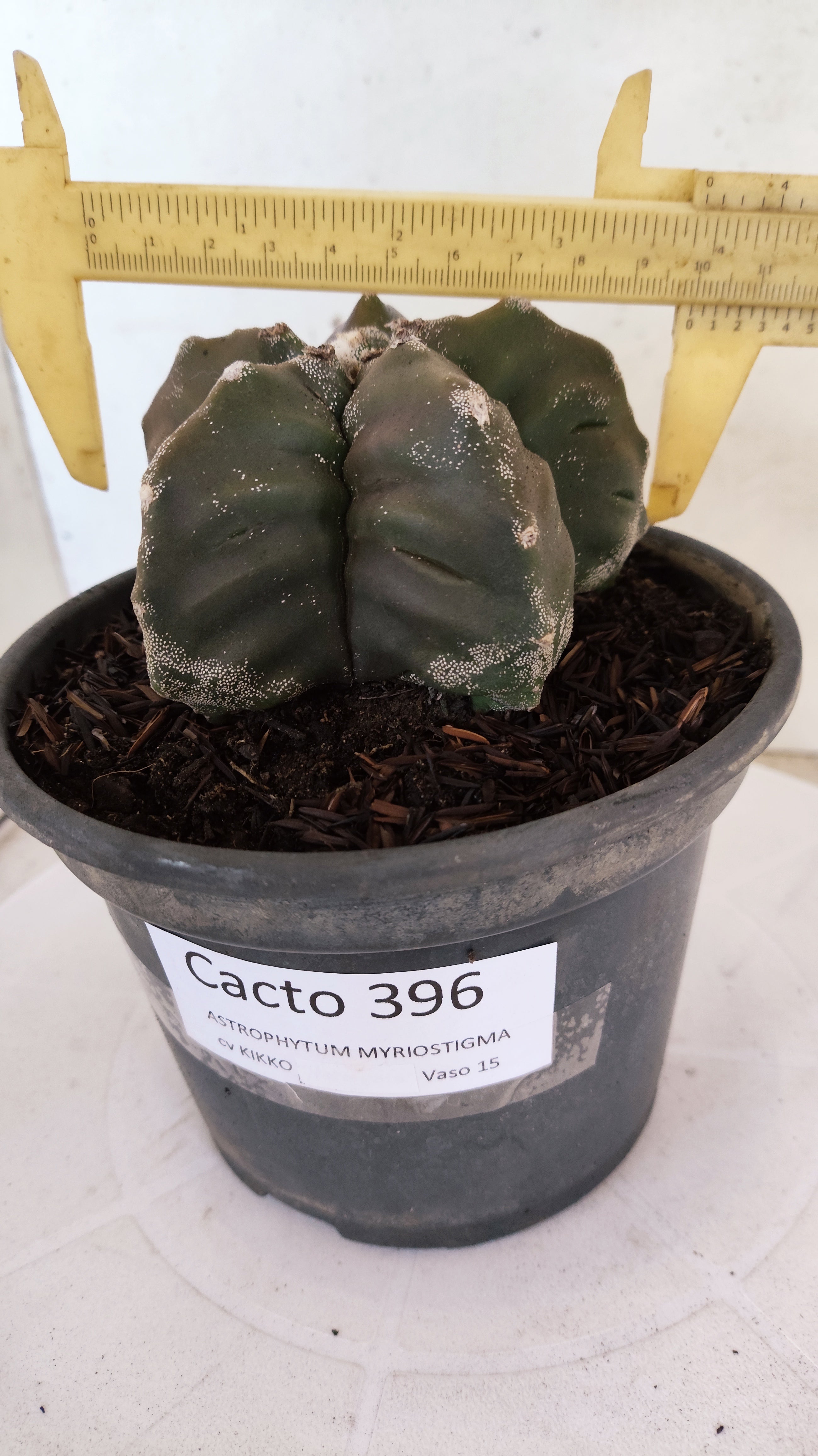 MATRIZ ASTROPHYTUM cv KIKKO   Nº 396 – vaso 15