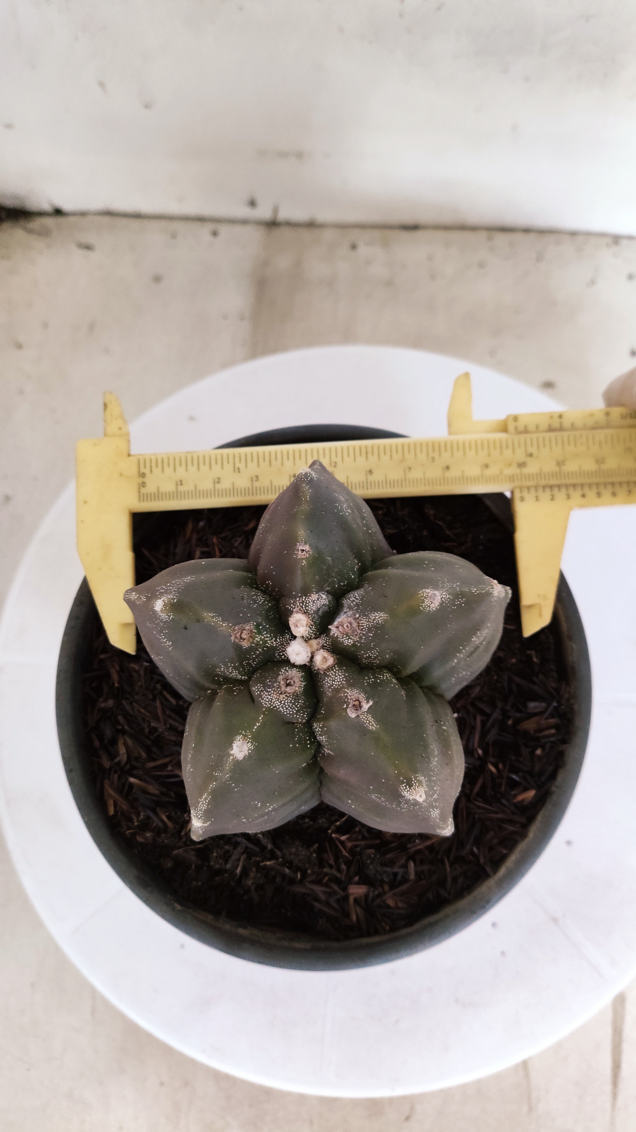 MATRIZ ASTROPHYTUM cv KIKKO   Nº 396 – vaso 15