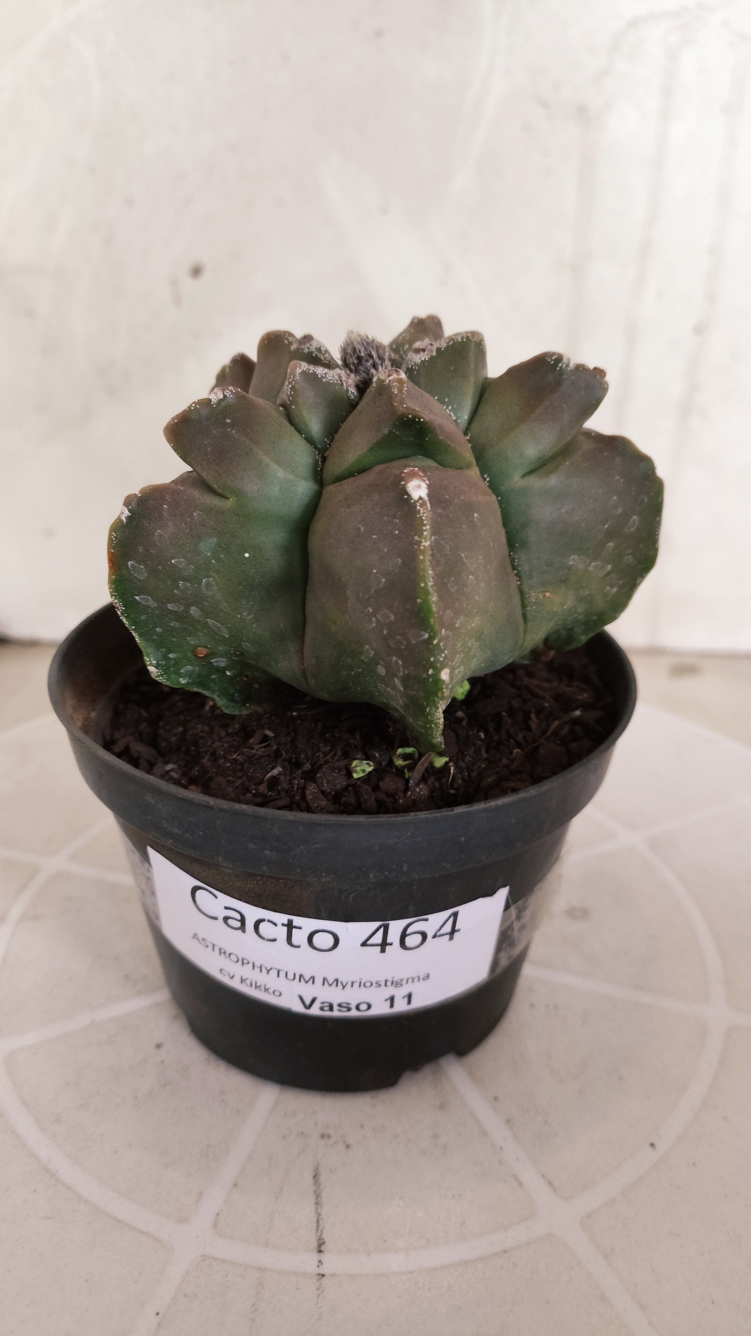 MATRIZ ASTROPHYTUM cv KIKKO   Nº 464 – vaso 11