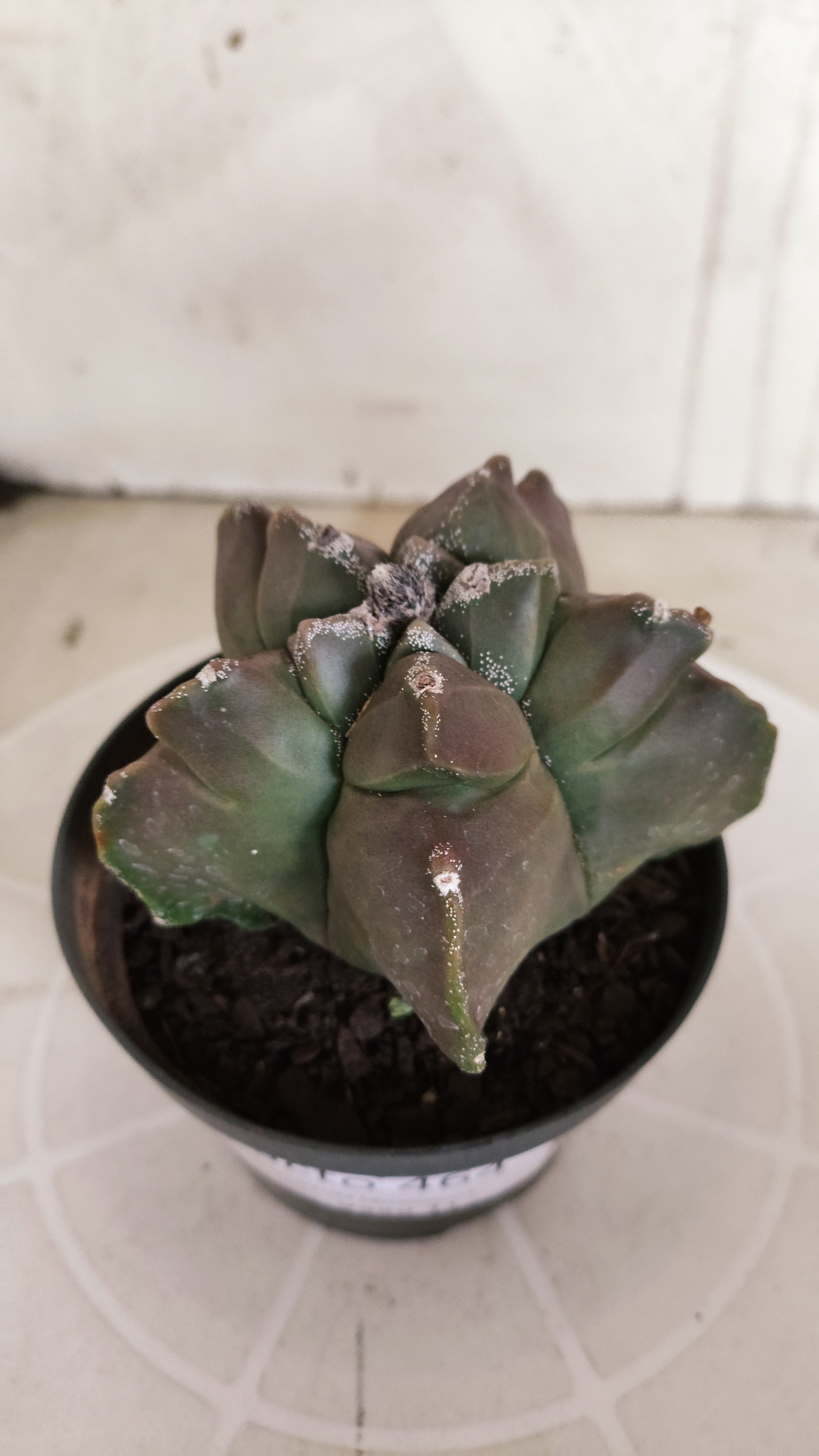 MATRIZ ASTROPHYTUM cv KIKKO   Nº 464 – vaso 11