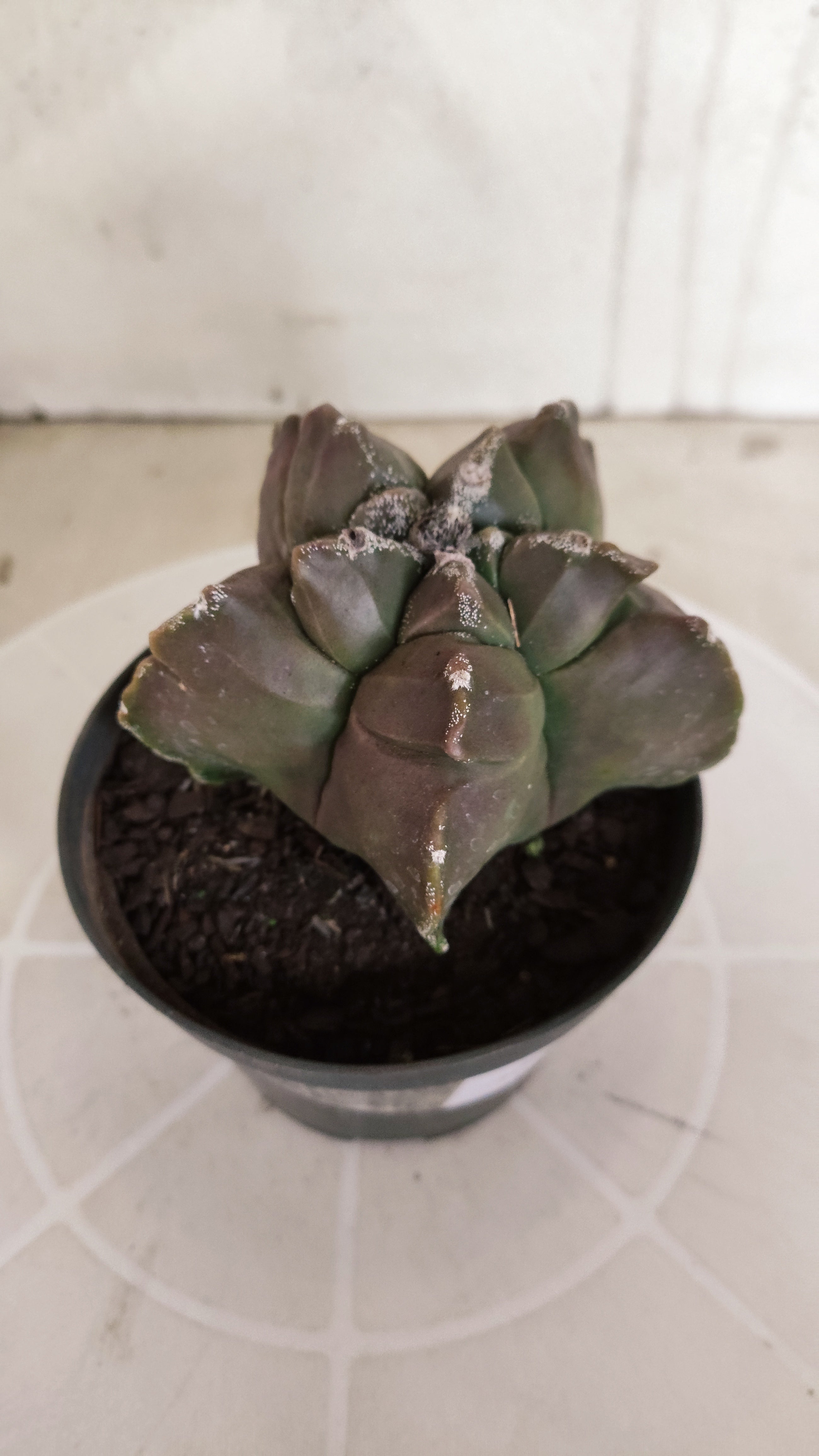MATRIZ ASTROPHYTUM cv KIKKO   Nº 464 – vaso 11