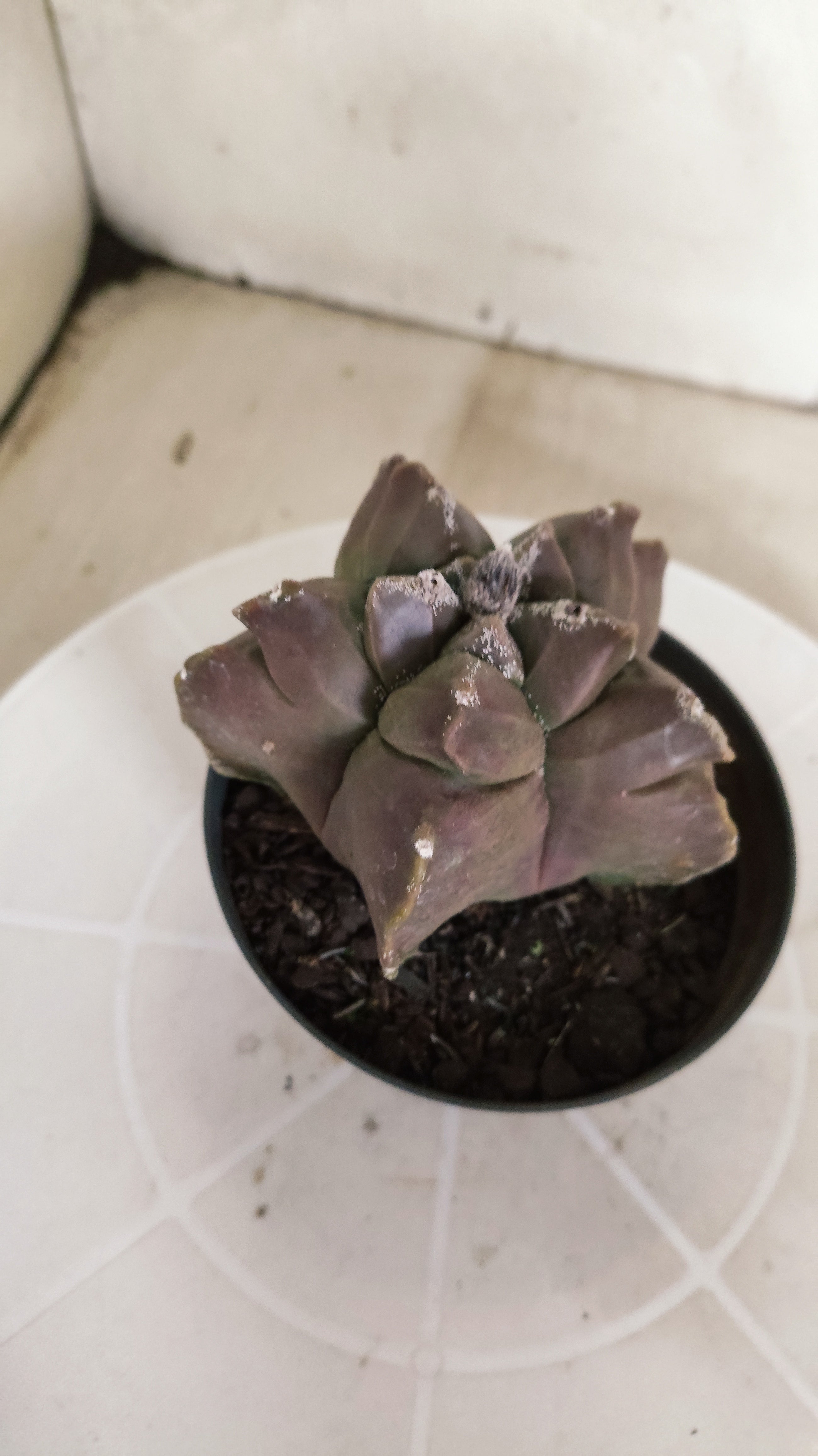 MATRIZ ASTROPHYTUM cv KIKKO   Nº 464 – vaso 11