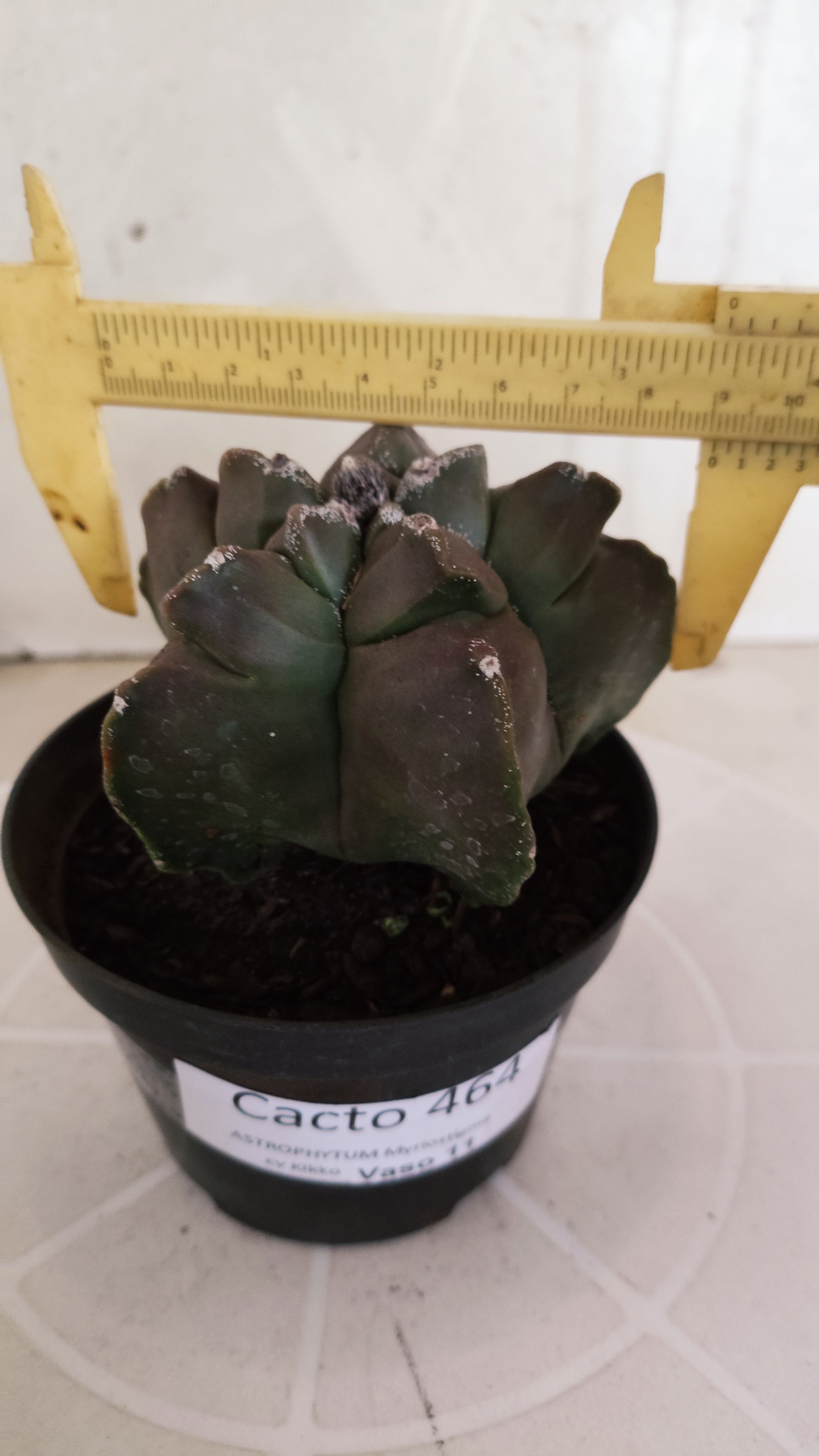 MATRIZ ASTROPHYTUM cv KIKKO   Nº 464 – vaso 11