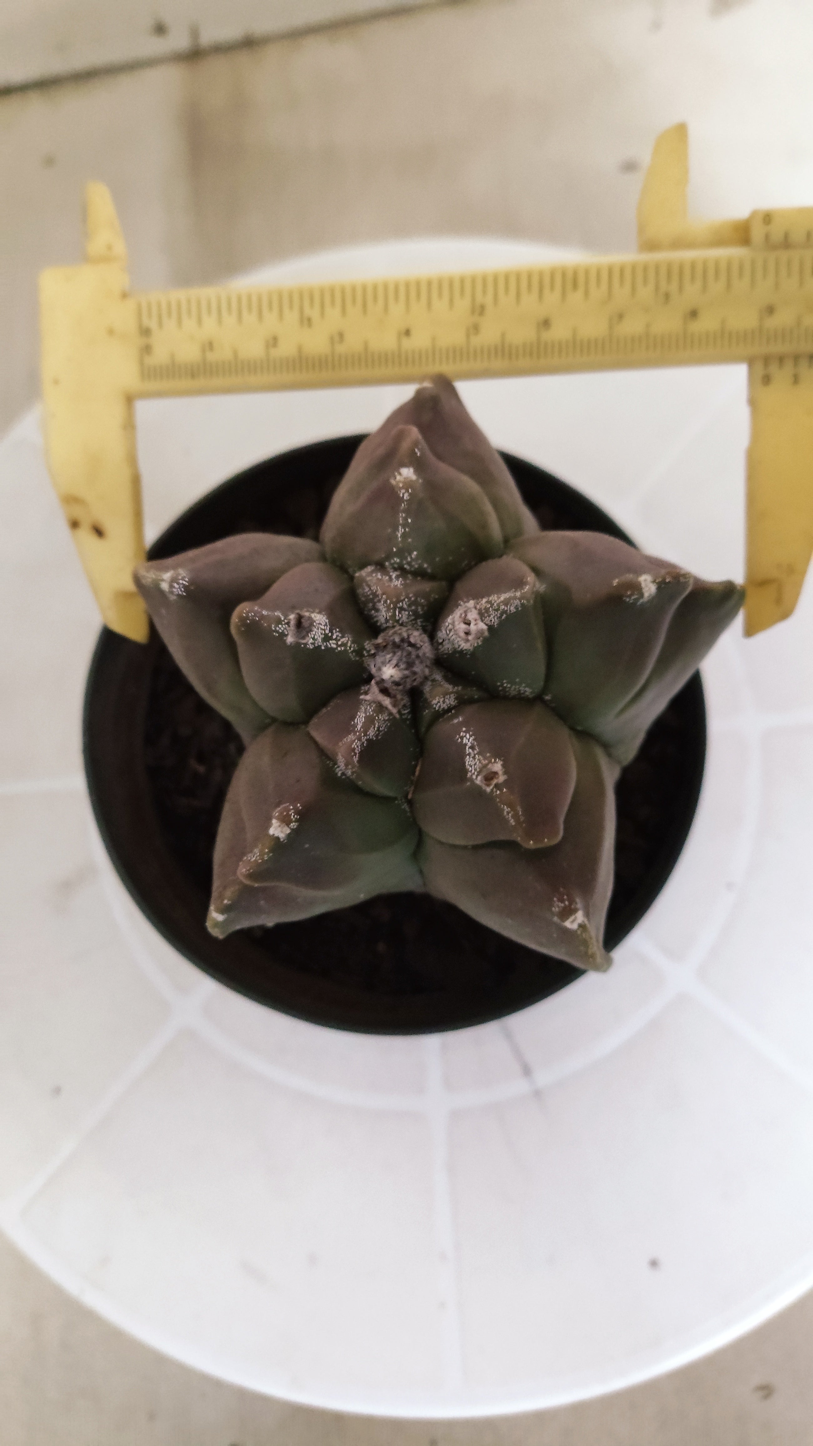 MATRIZ ASTROPHYTUM cv KIKKO   Nº 464 – vaso 11